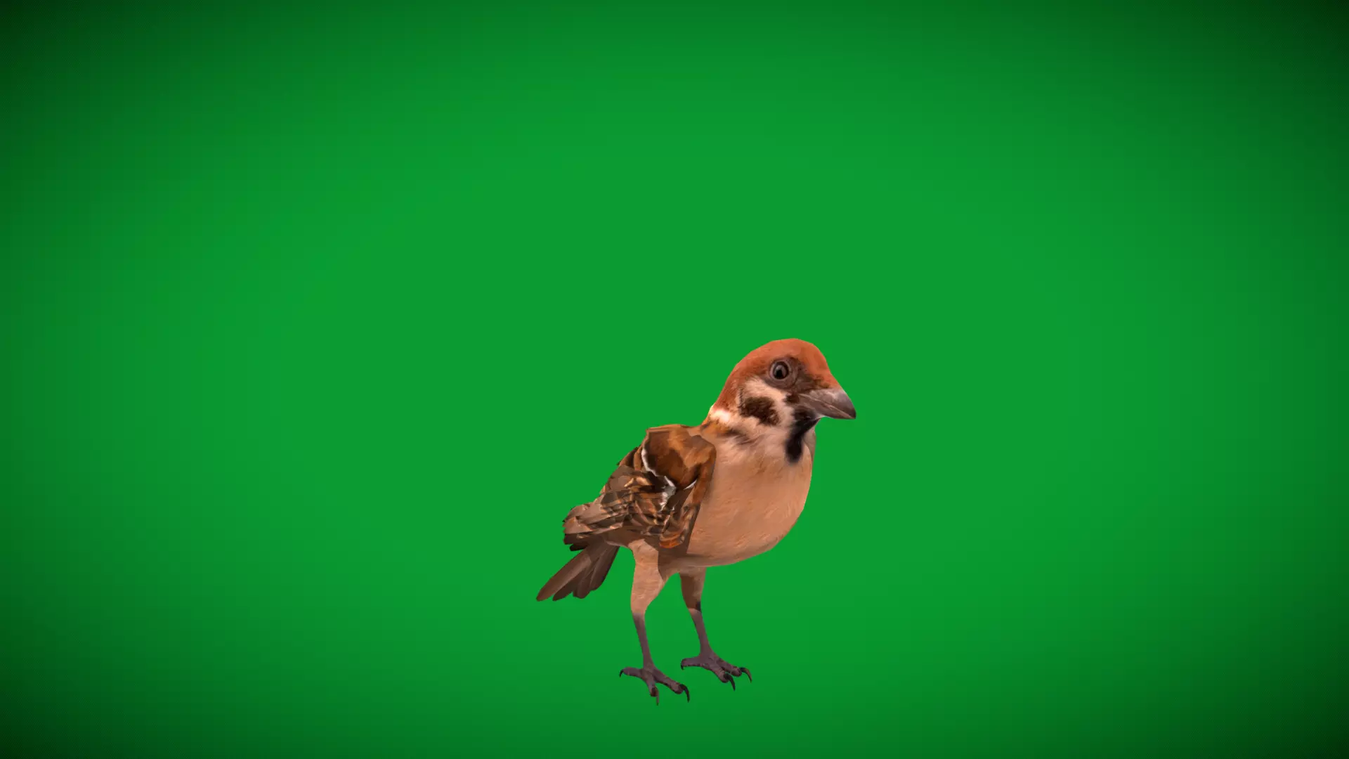 Eurasian Tree Sparrow Low-poly 3D model_23