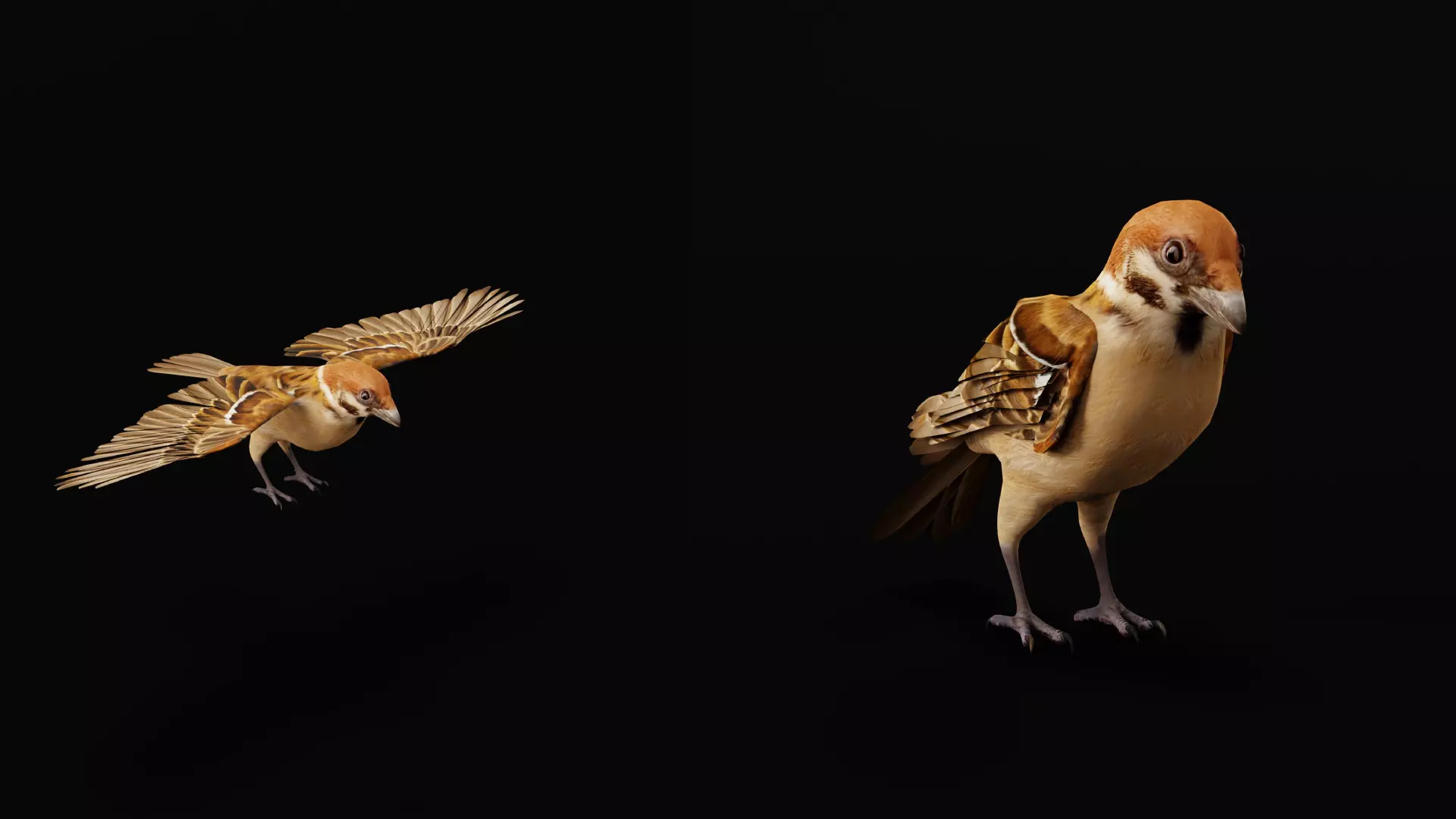 Eurasian Tree Sparrow Low-poly 3D model_26