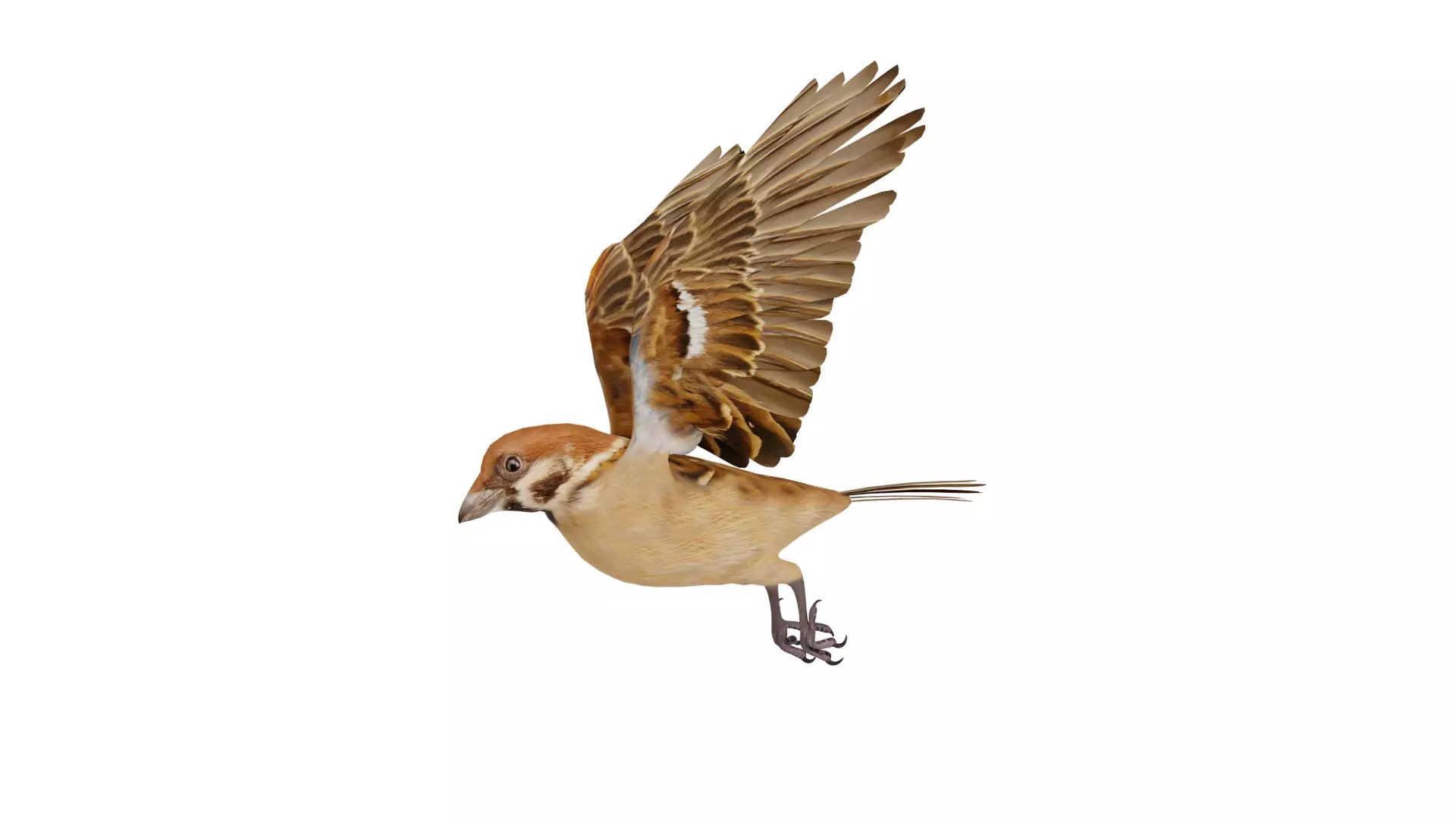 Eurasian Tree Sparrow Low-poly 3D model_43