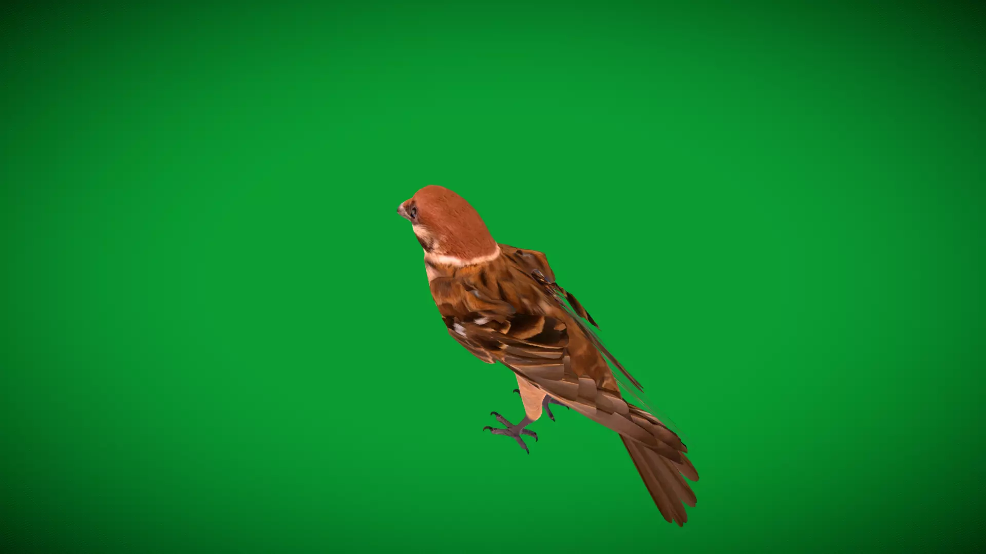 Eurasian Tree Sparrow Low-poly 3D model_37