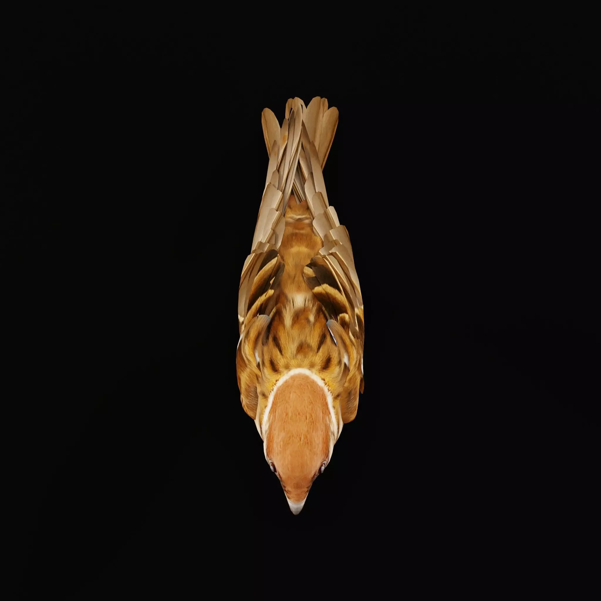 Eurasian Tree Sparrow Low-poly 3D model_42