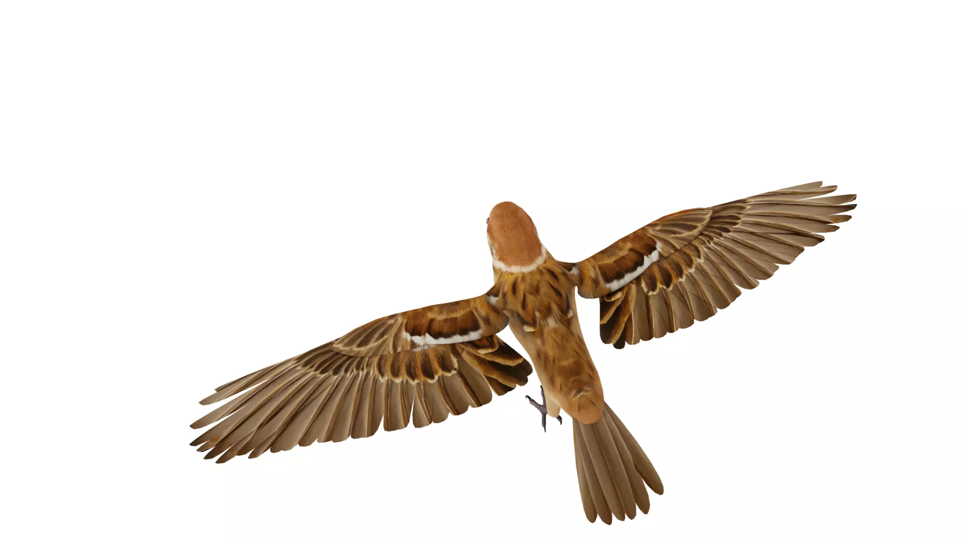 Eurasian Tree Sparrow Low-poly 3D model_57