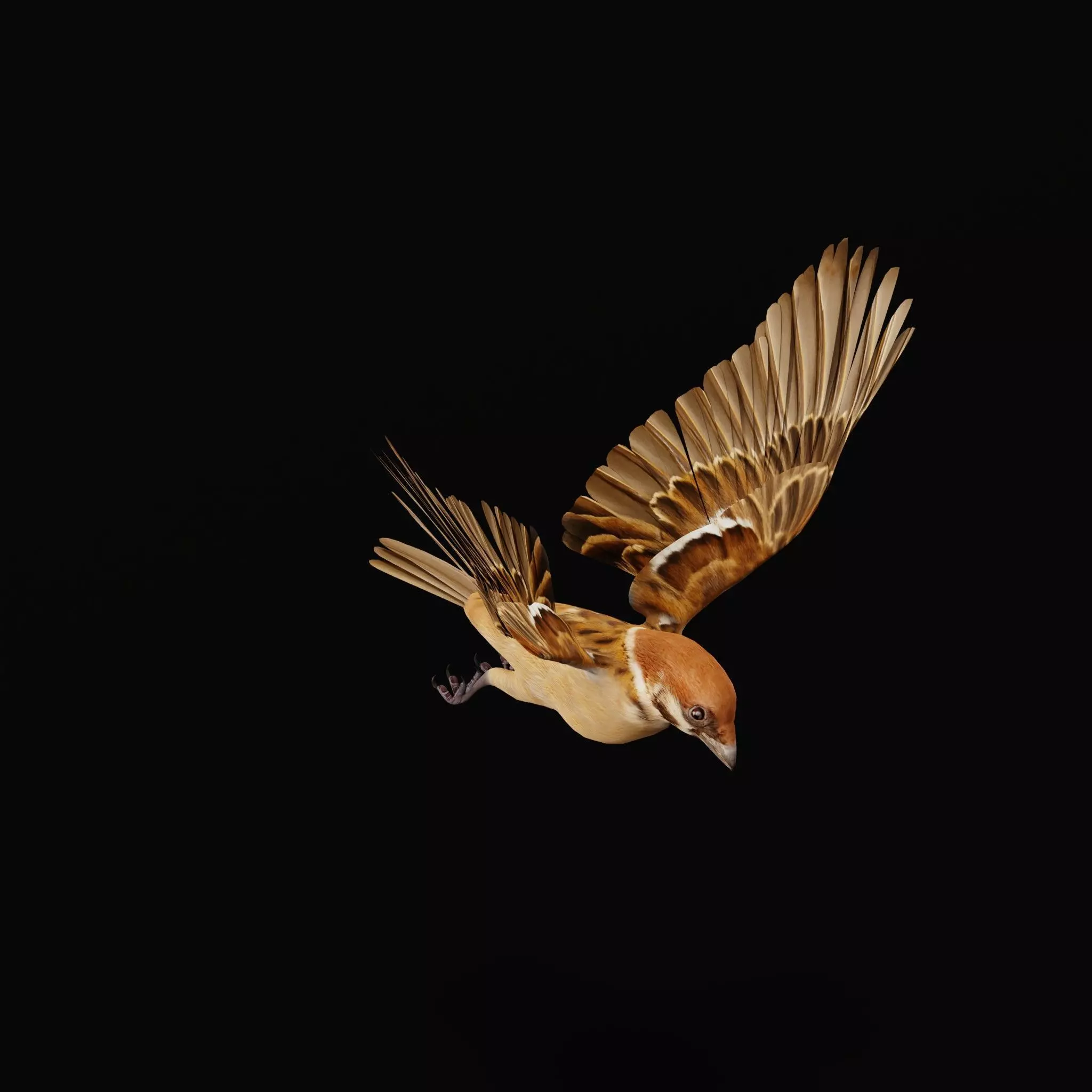 Eurasian Tree Sparrow Low-poly 3D model_41