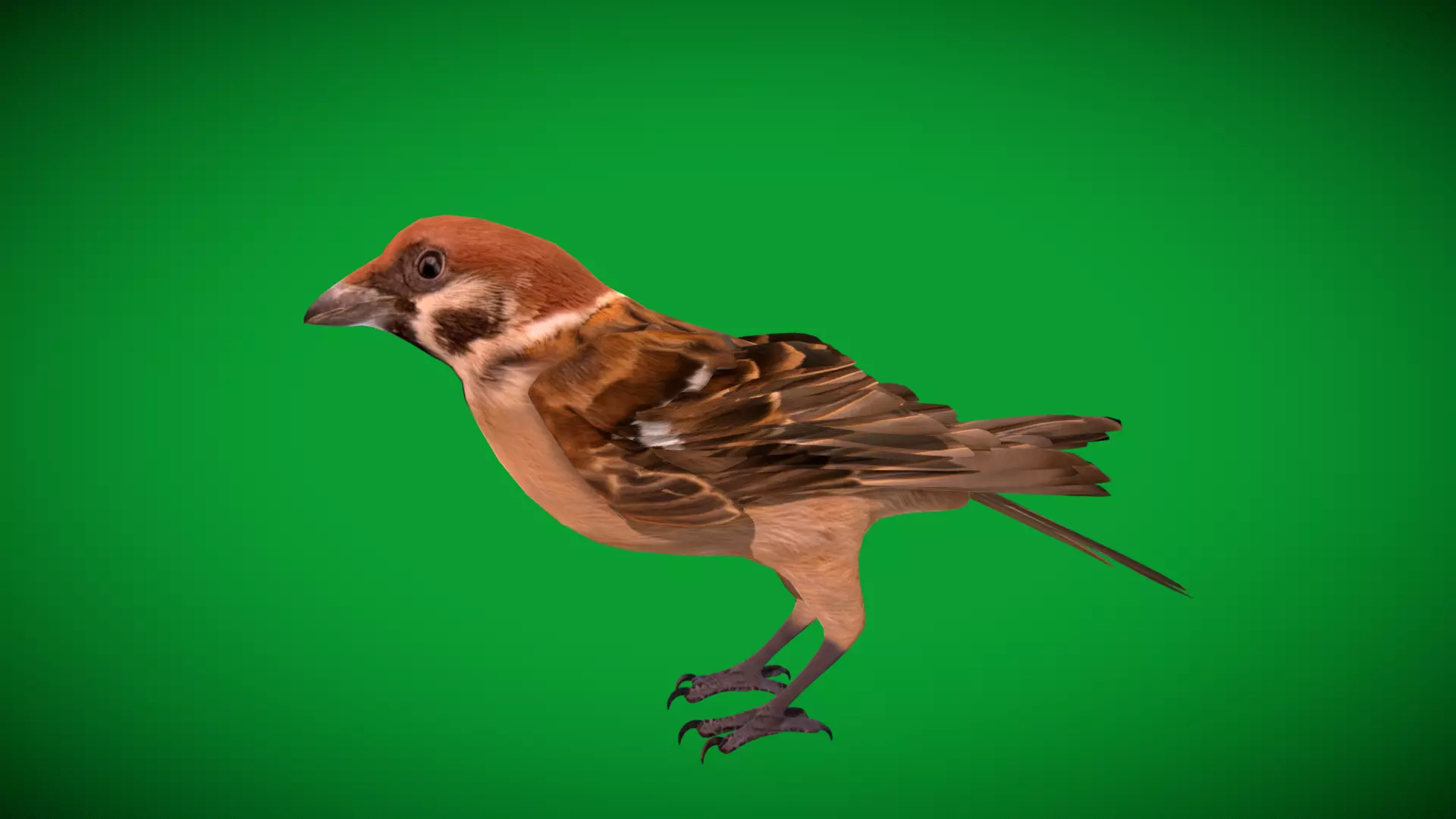Eurasian Tree Sparrow Low-poly 3D model_39
