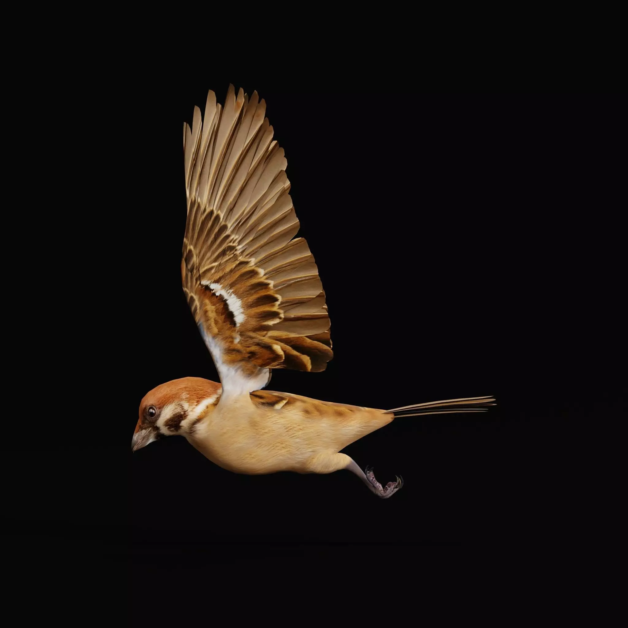 Eurasian Tree Sparrow Low-poly 3D model_40