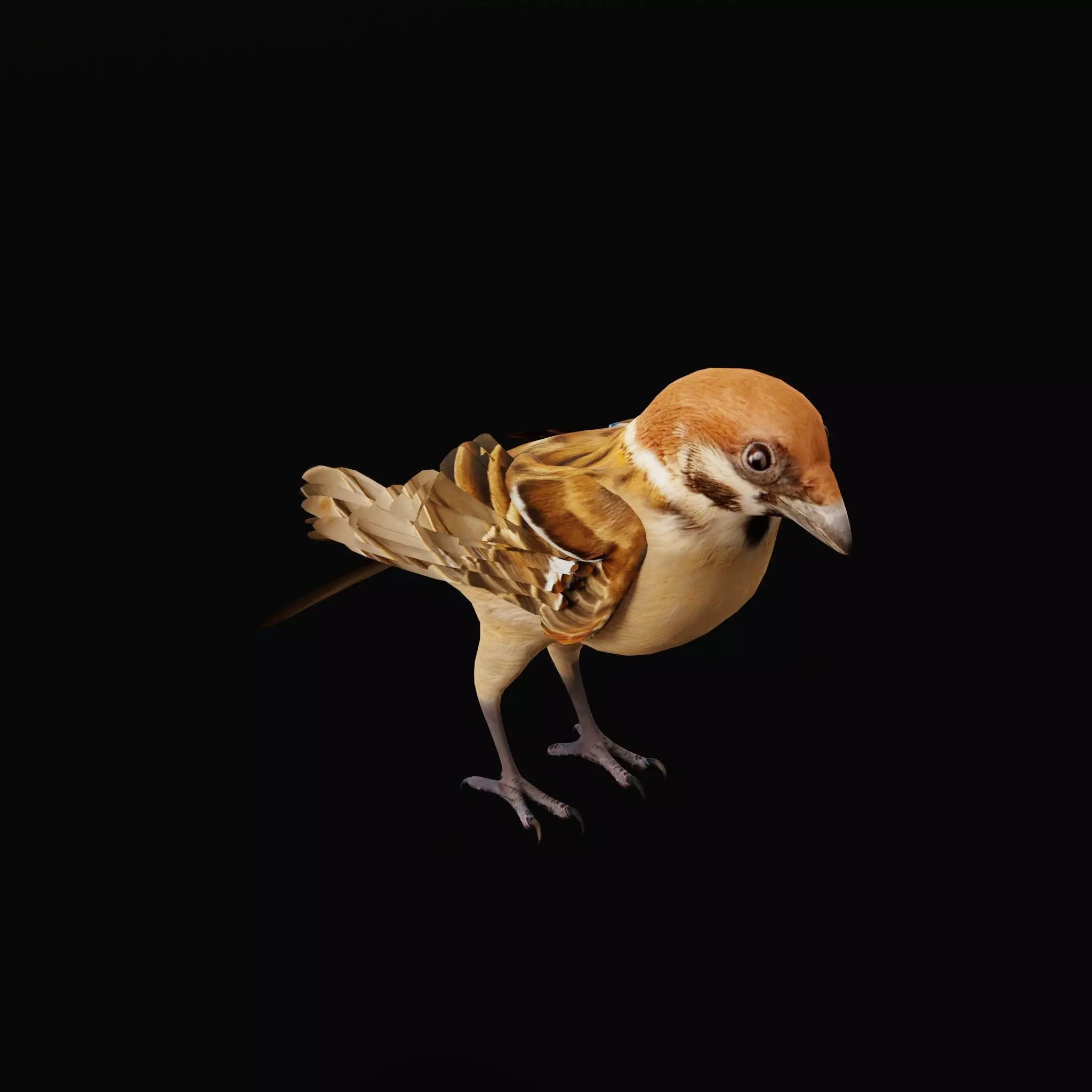 Eurasian Tree Sparrow Low-poly 3D model_54
