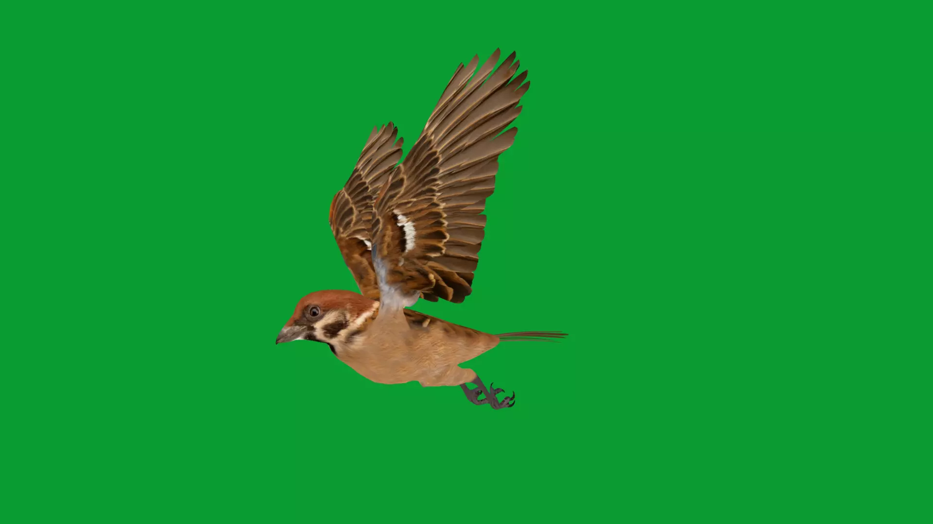 Eurasian Tree Sparrow Low-poly 3D model_31