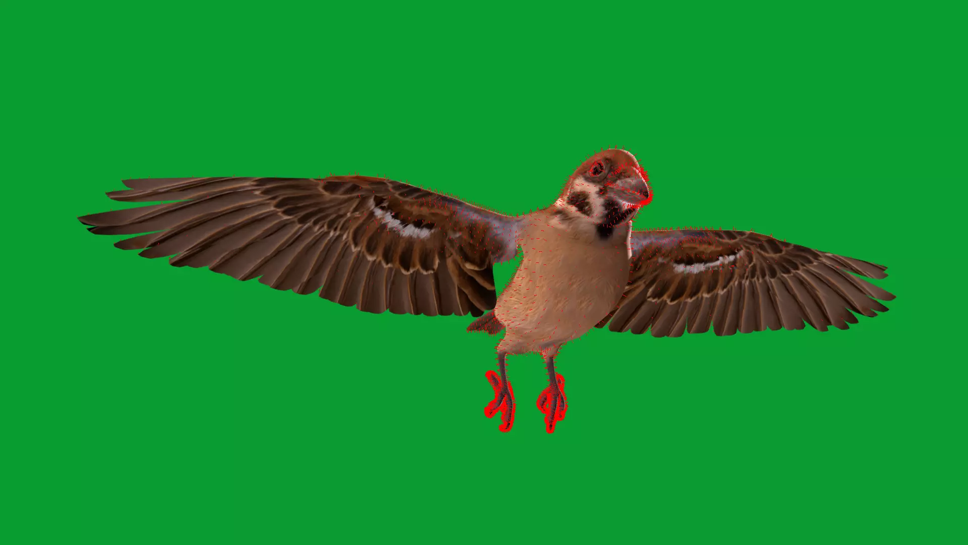 Eurasian Tree Sparrow Low-poly 3D model_19