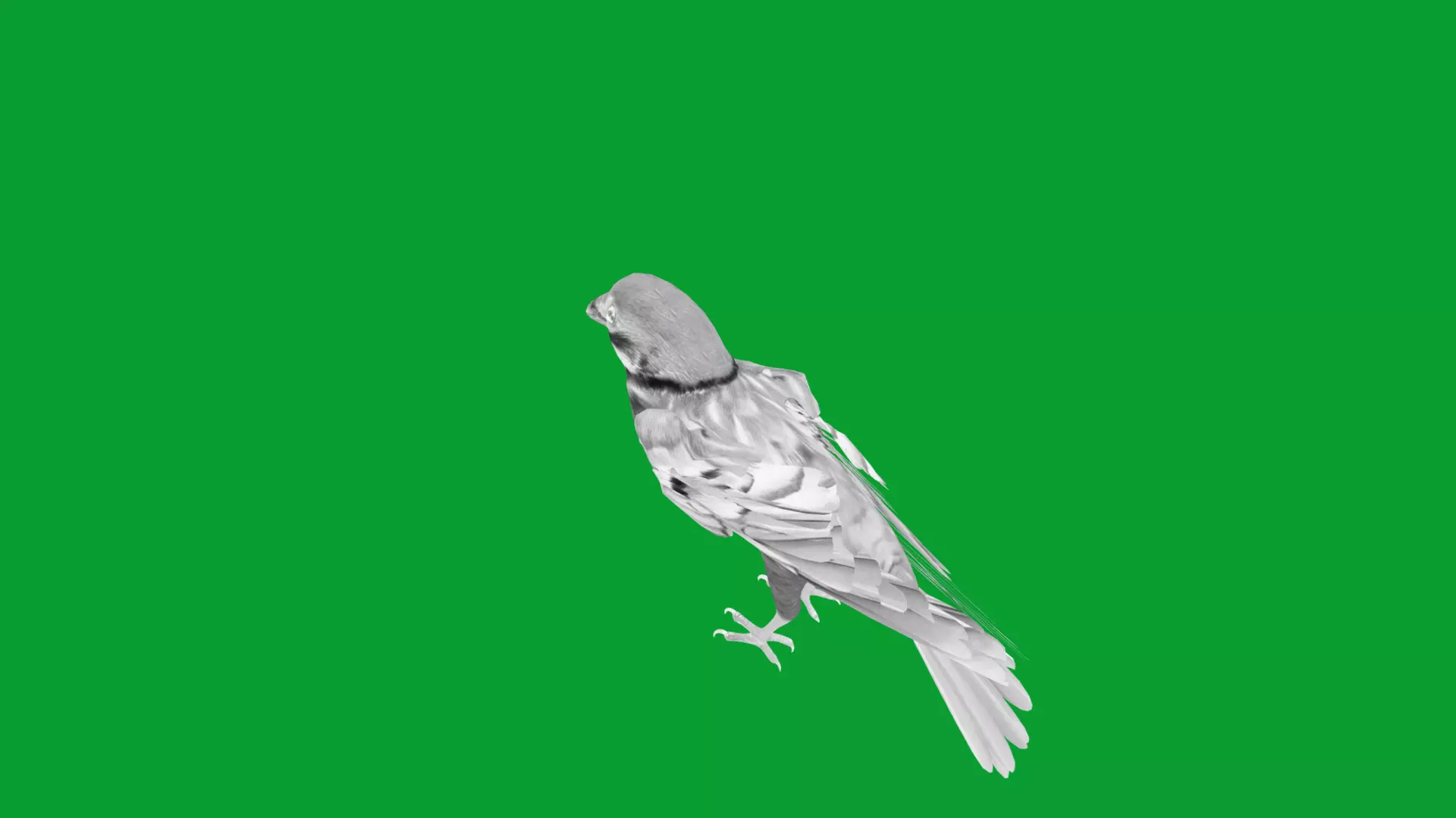 Eurasian Tree Sparrow Low-poly 3D model_28