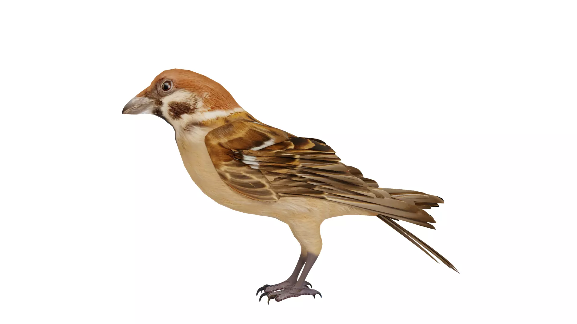 Eurasian Tree Sparrow Low-poly 3D model_59