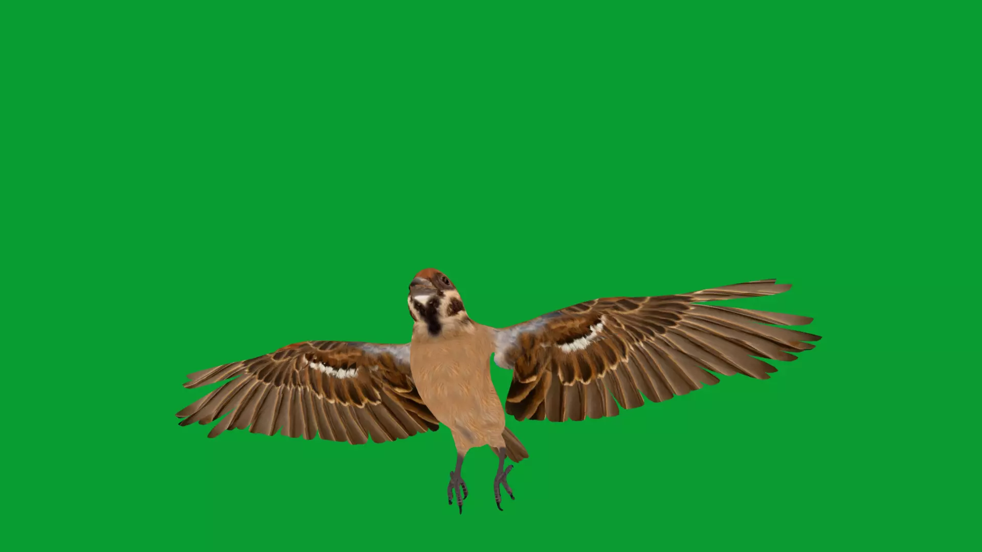 Eurasian Tree Sparrow Low-poly 3D model_30