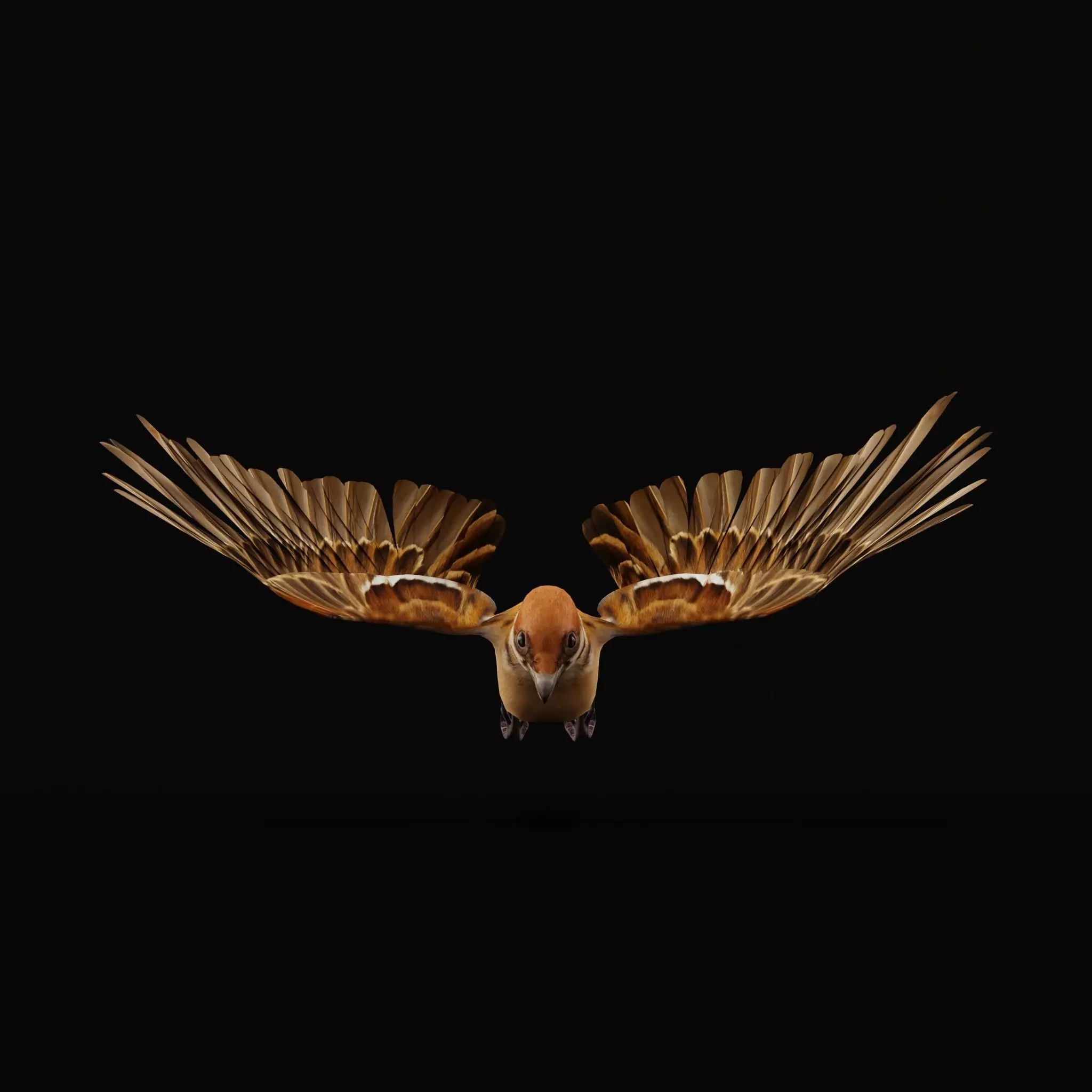 Eurasian Tree Sparrow Low-poly 3D model_55