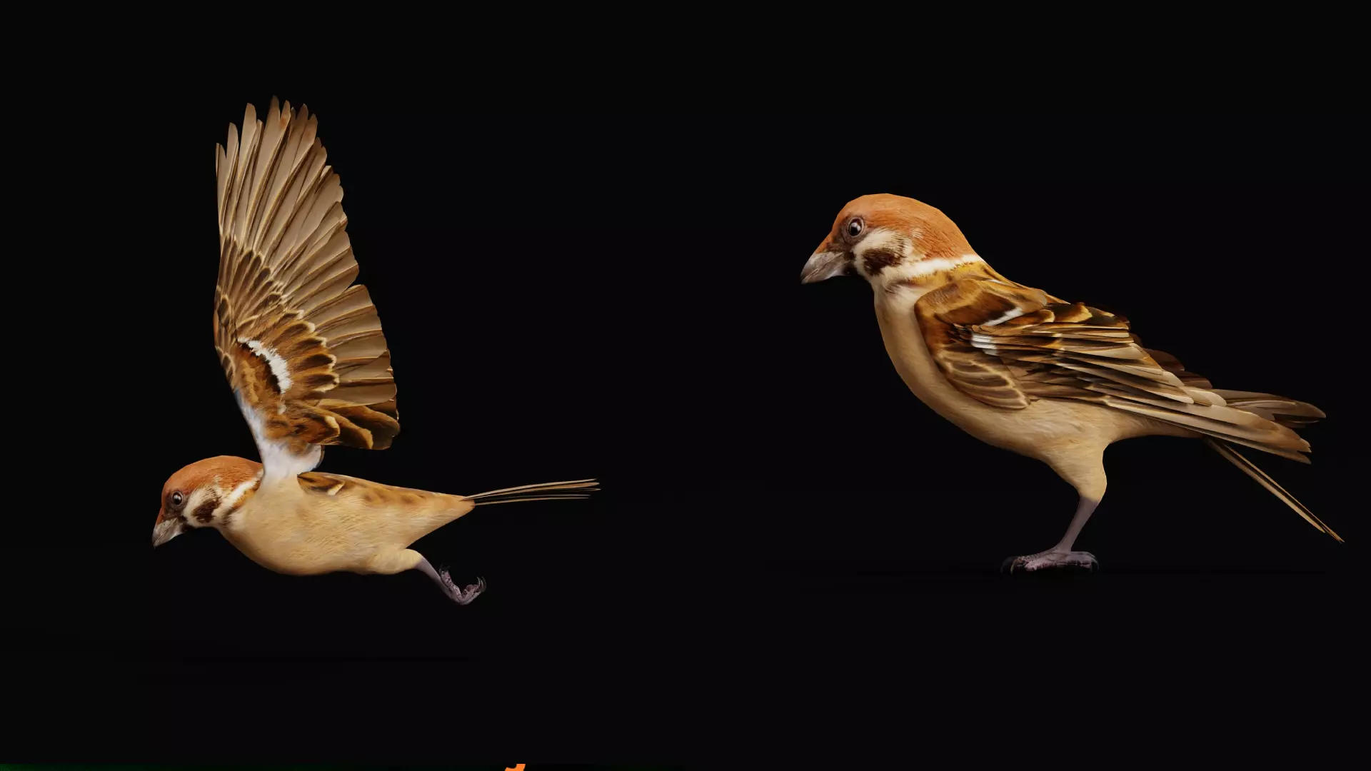 Eurasian Tree Sparrow Low-poly 3D model_6