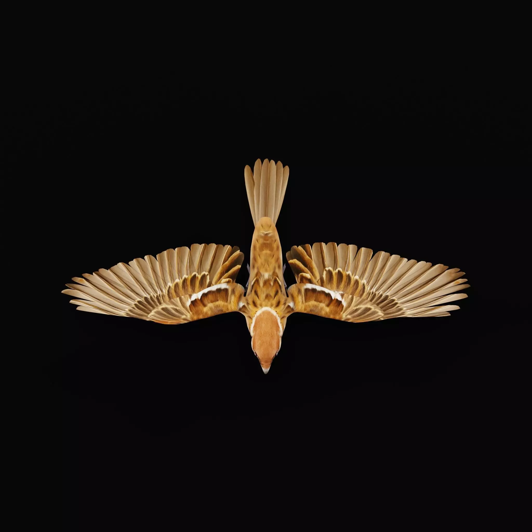 Eurasian Tree Sparrow Low-poly 3D model_48