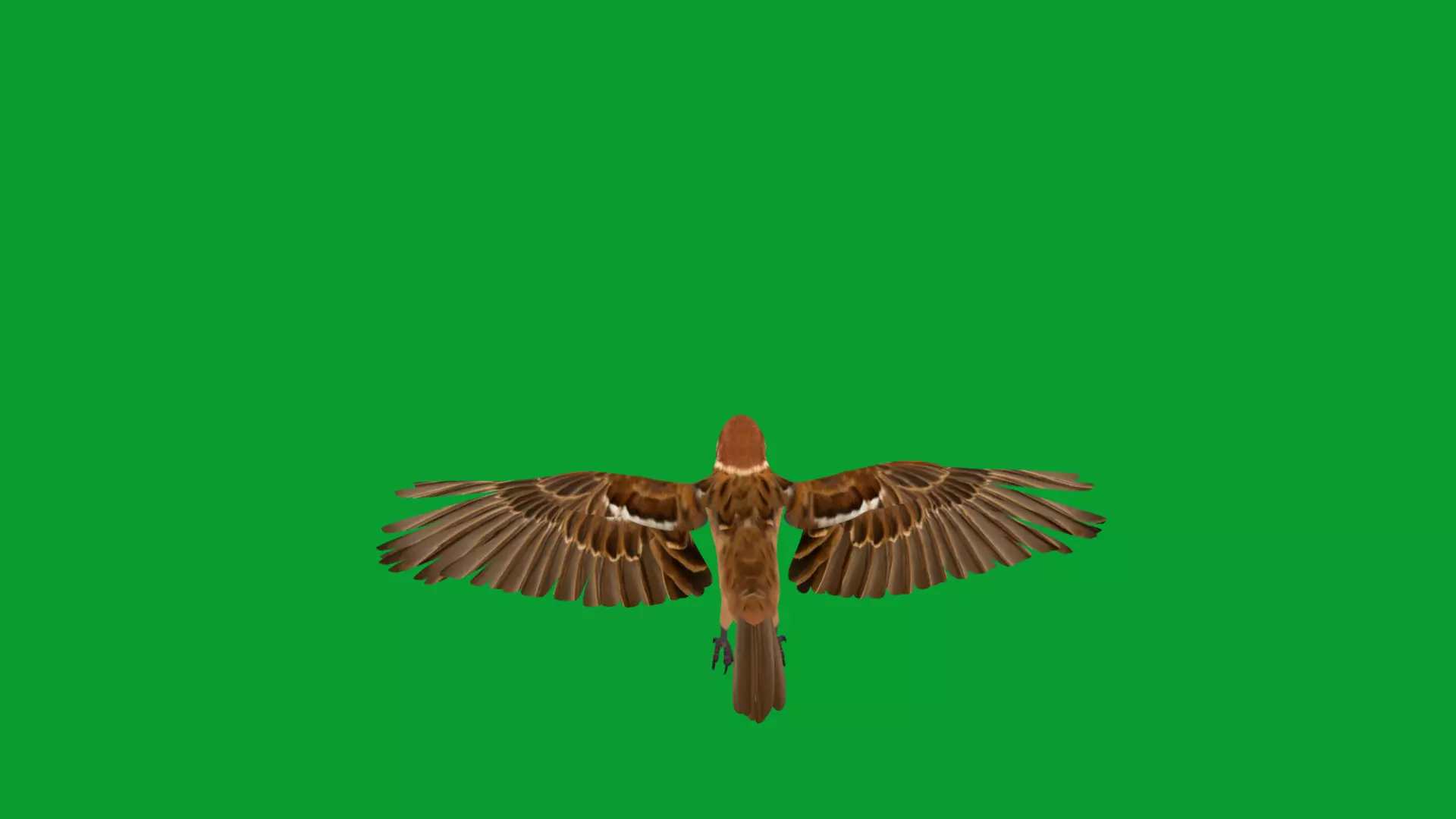 Eurasian Tree Sparrow Low-poly 3D model_32