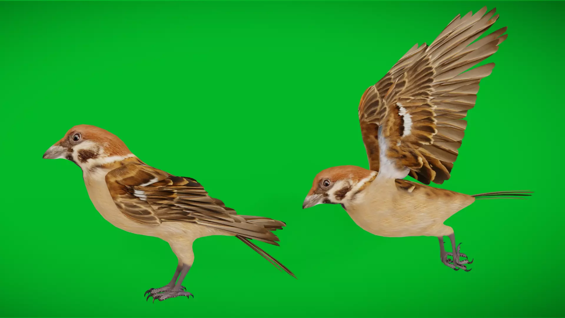 Eurasian Tree Sparrow Low-poly 3D model_0