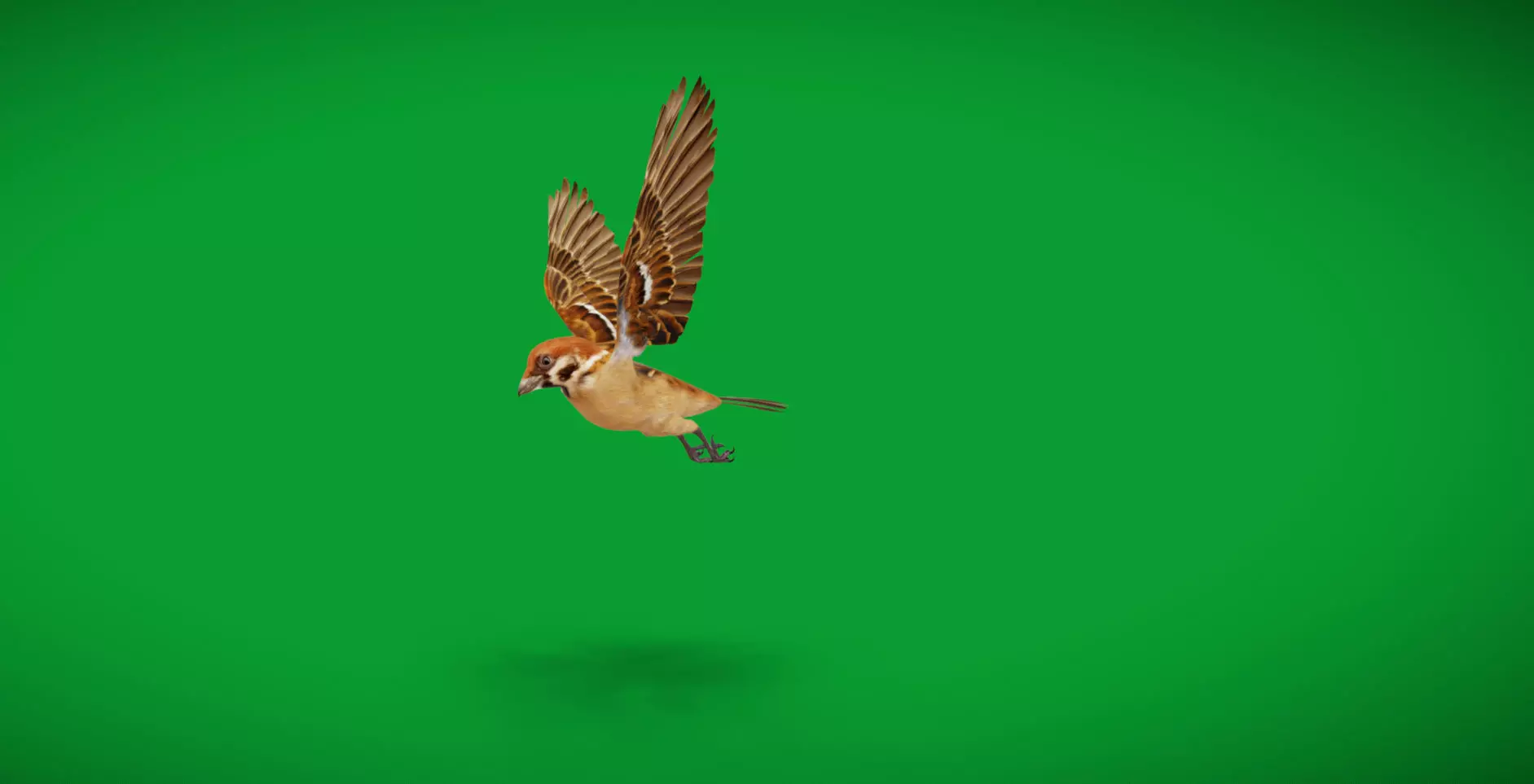 Eurasian Tree Sparrow Low-poly 3D model_8