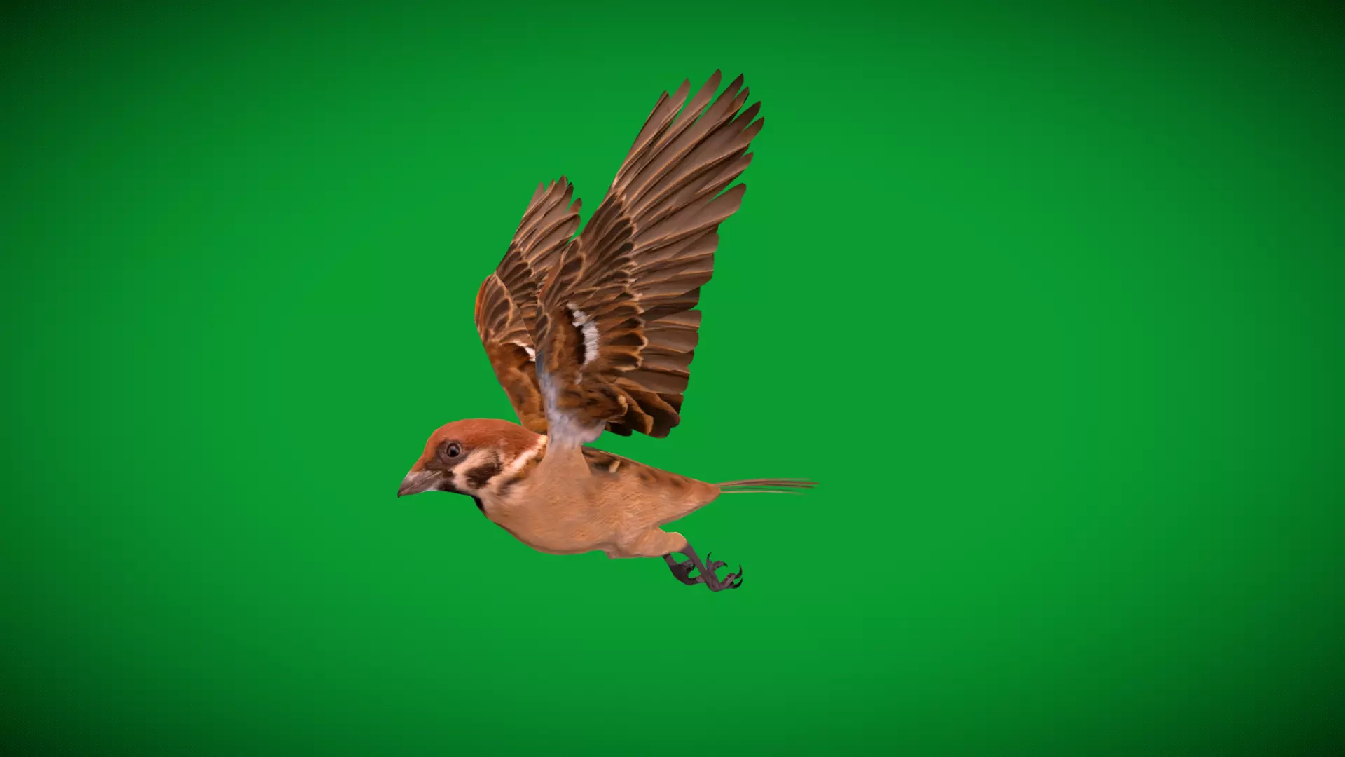 Eurasian Tree Sparrow Low-poly 3D model_38