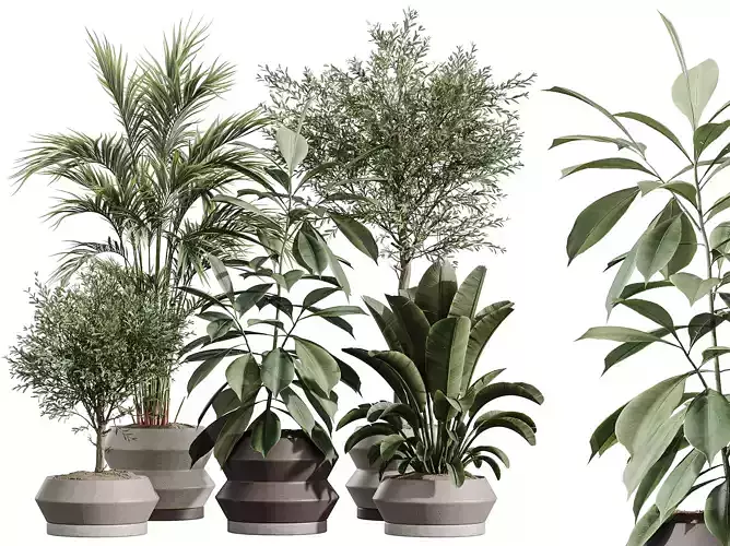 AV Indoor Plants Set 336 Olive Palm Banana Ficus Fig