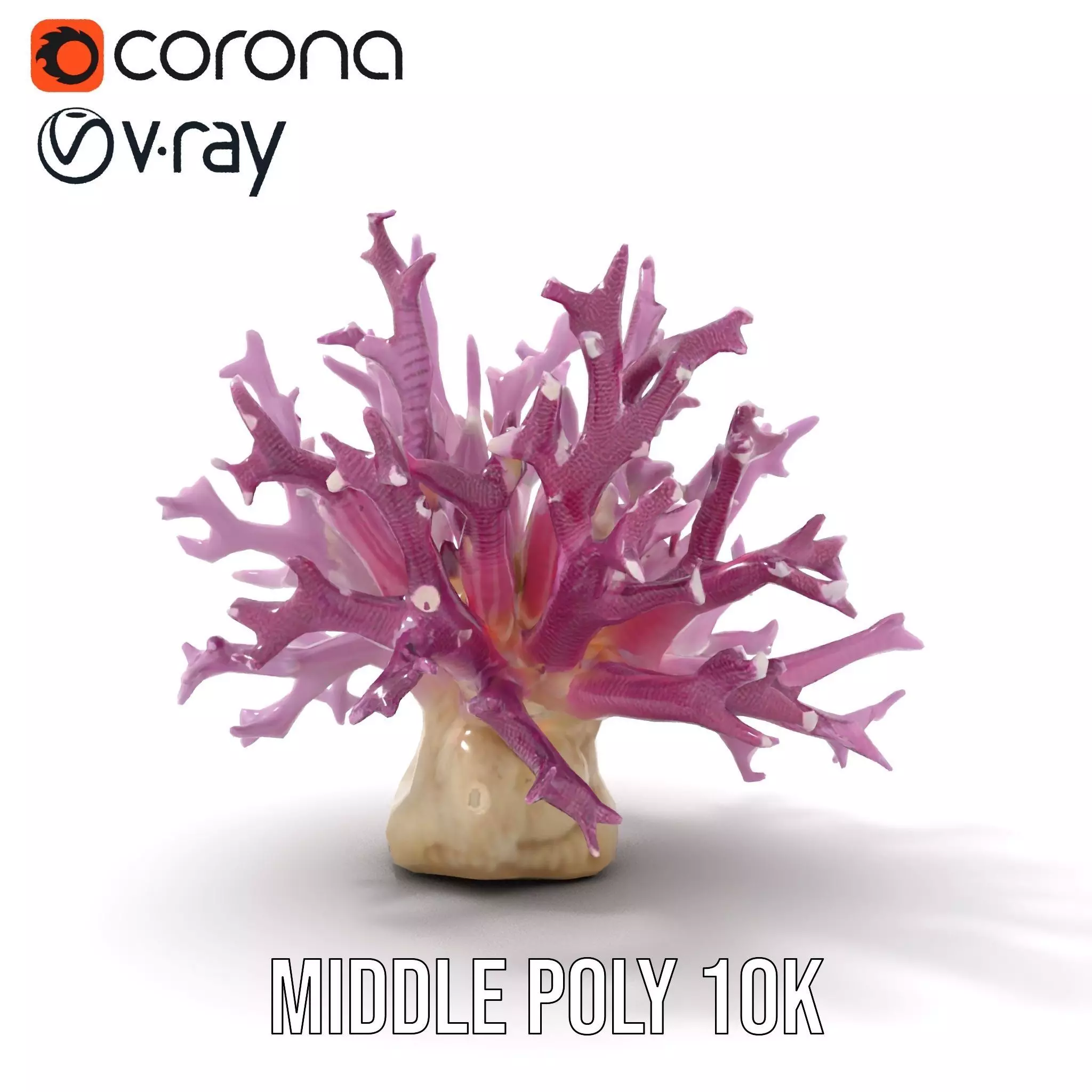Vibrant Coral Reef model pack Low-poly 3D model_6