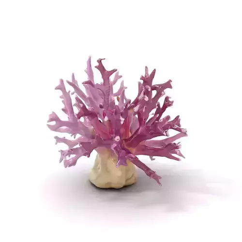 Vibrant Coral Reef model pack Low-poly 3D model