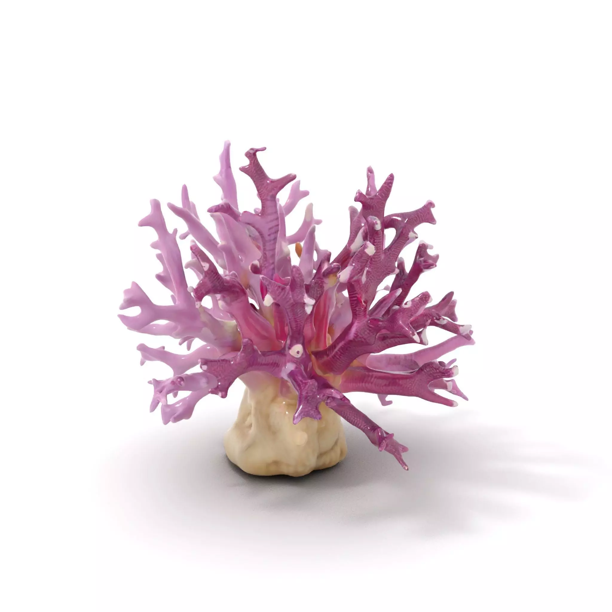 Vibrant Coral Reef model pack Low-poly 3D model_0