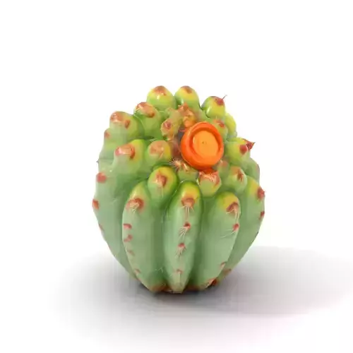 Vibrant Cactus Glow model pack Low-poly 3D model