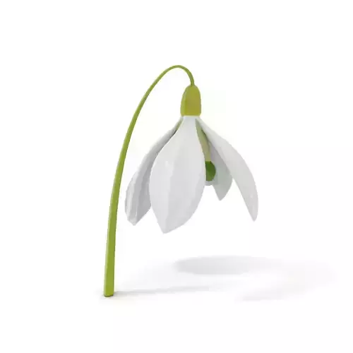 Elegant Snowdrop Flower model pack Low-poly 3D model
