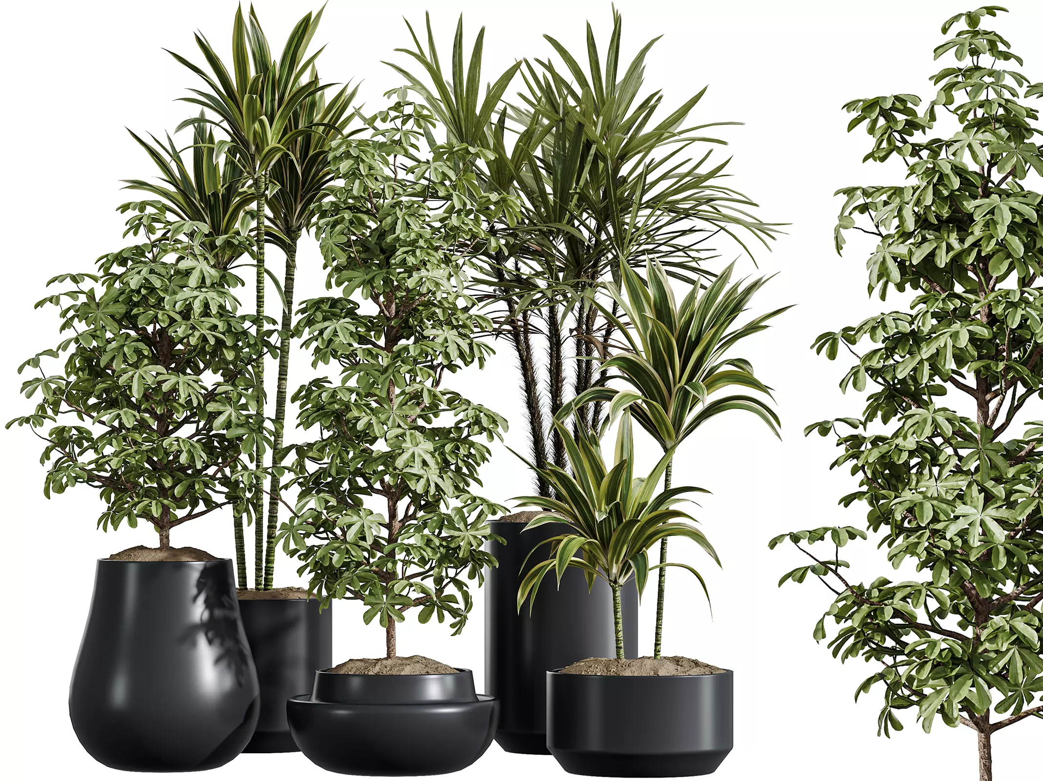 AV Indoor Plants Set 337 Lemon chefflera Rhapis Palm 3D model