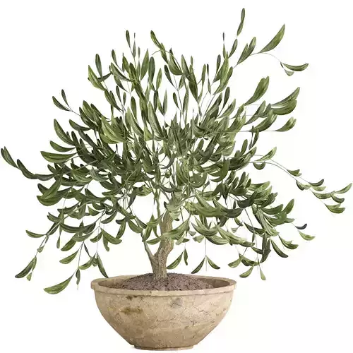 Potted olive houseplant