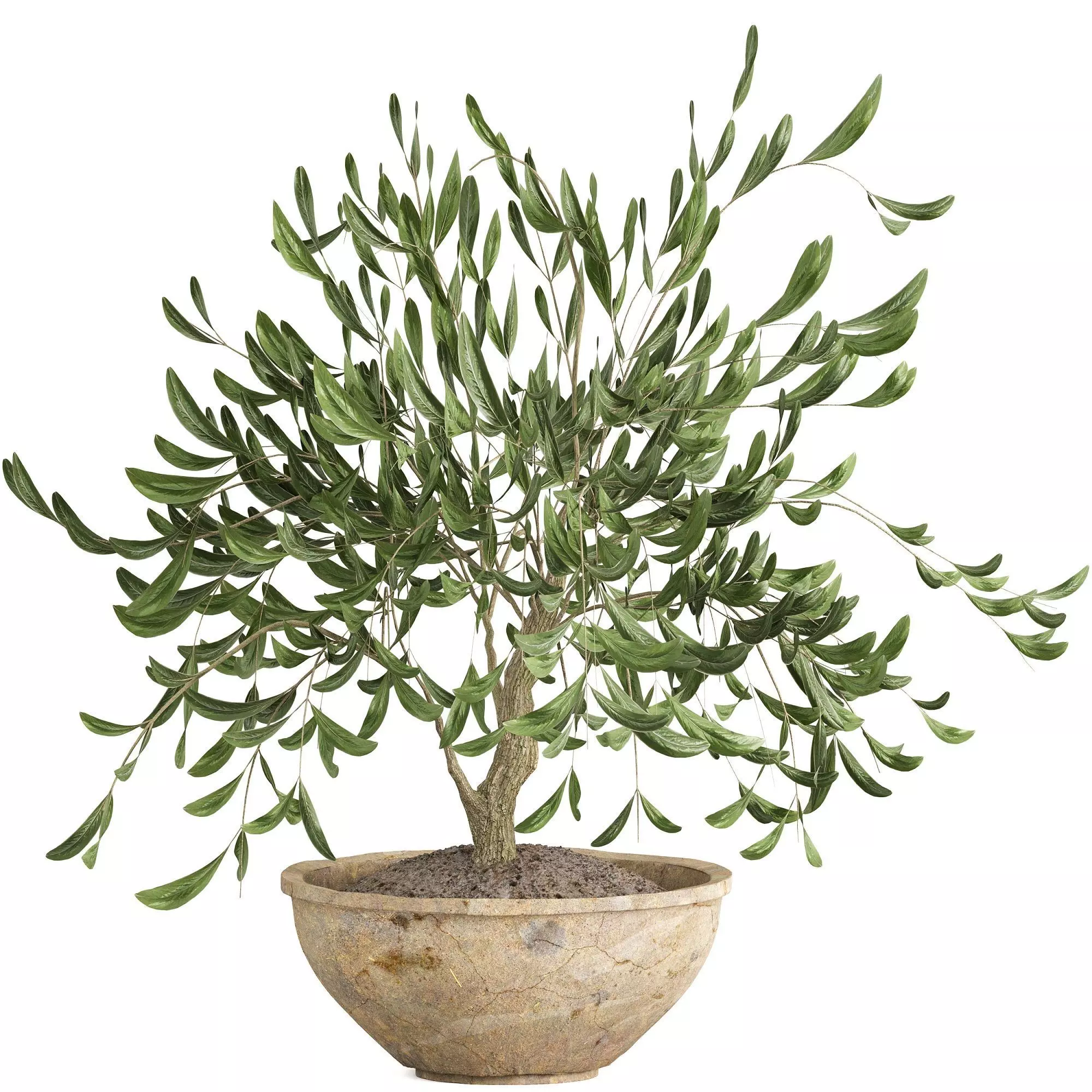 Potted olive houseplant 3D model_0
