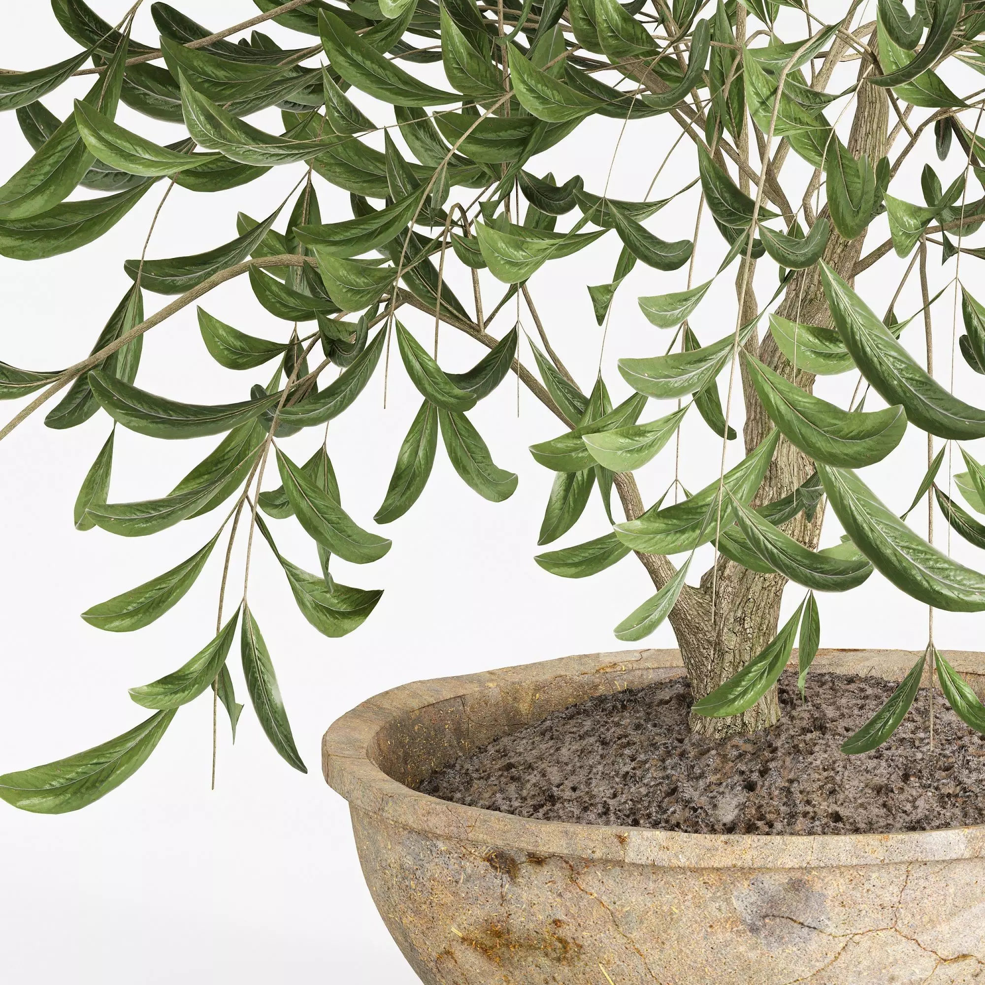 Potted olive houseplant 3D model_1