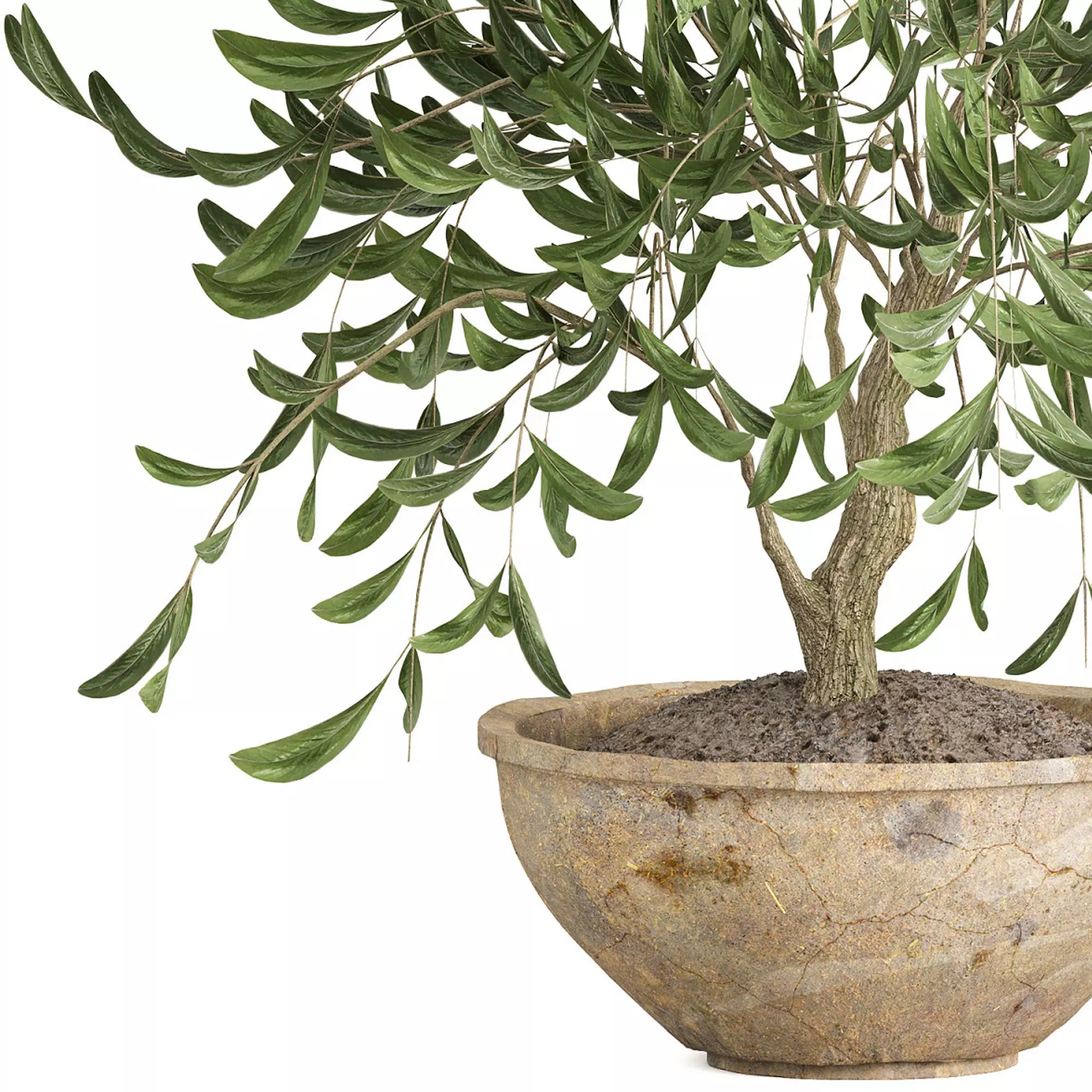 Potted olive houseplant 3D model_3
