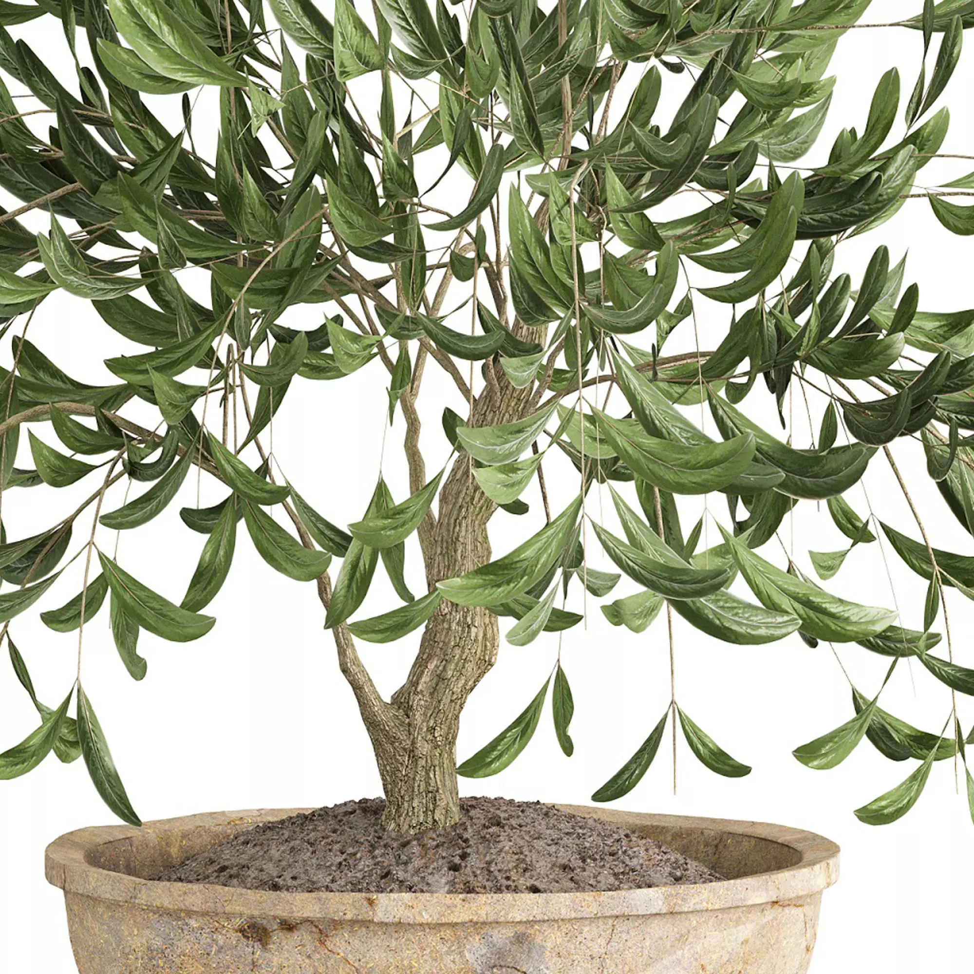 Potted olive houseplant 3D model_5