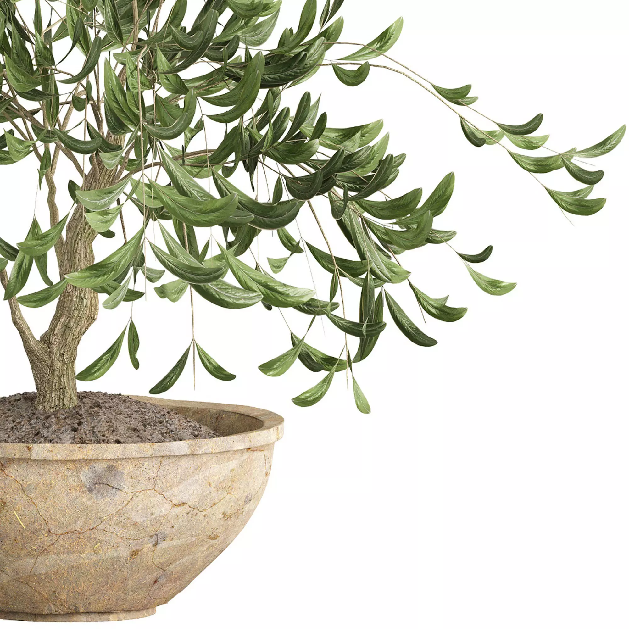 Potted olive houseplant 3D model_4