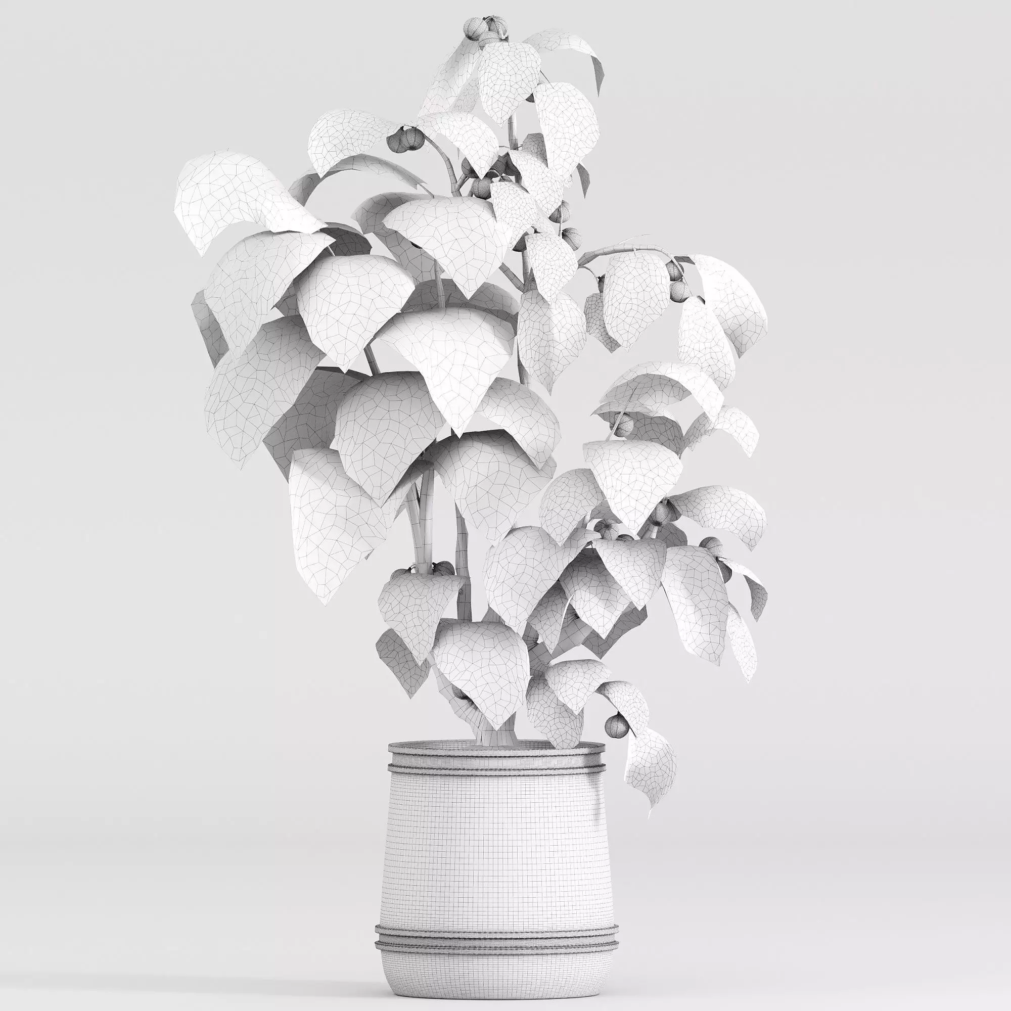 potted fig tree 3D model_3