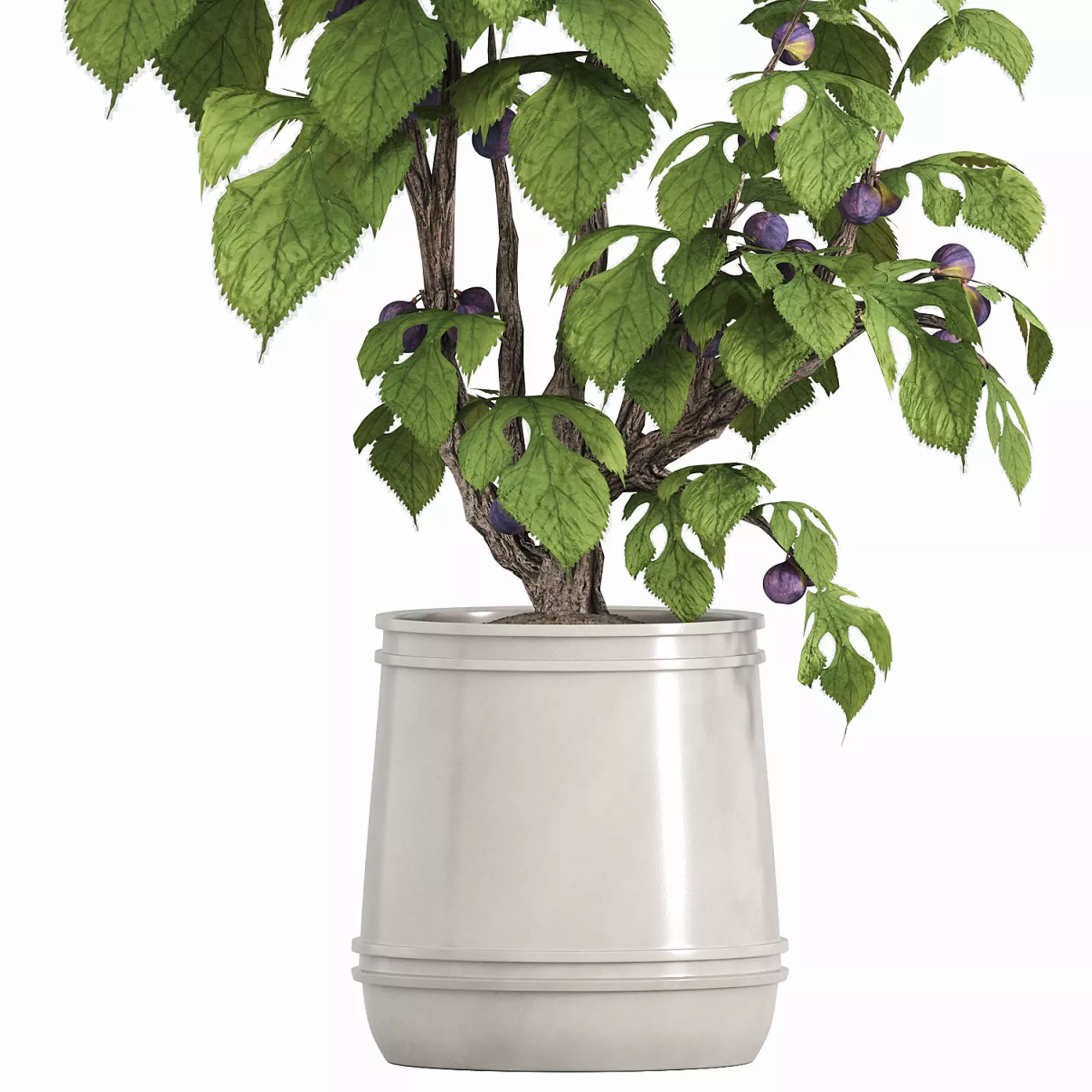 potted fig tree 3D model_4