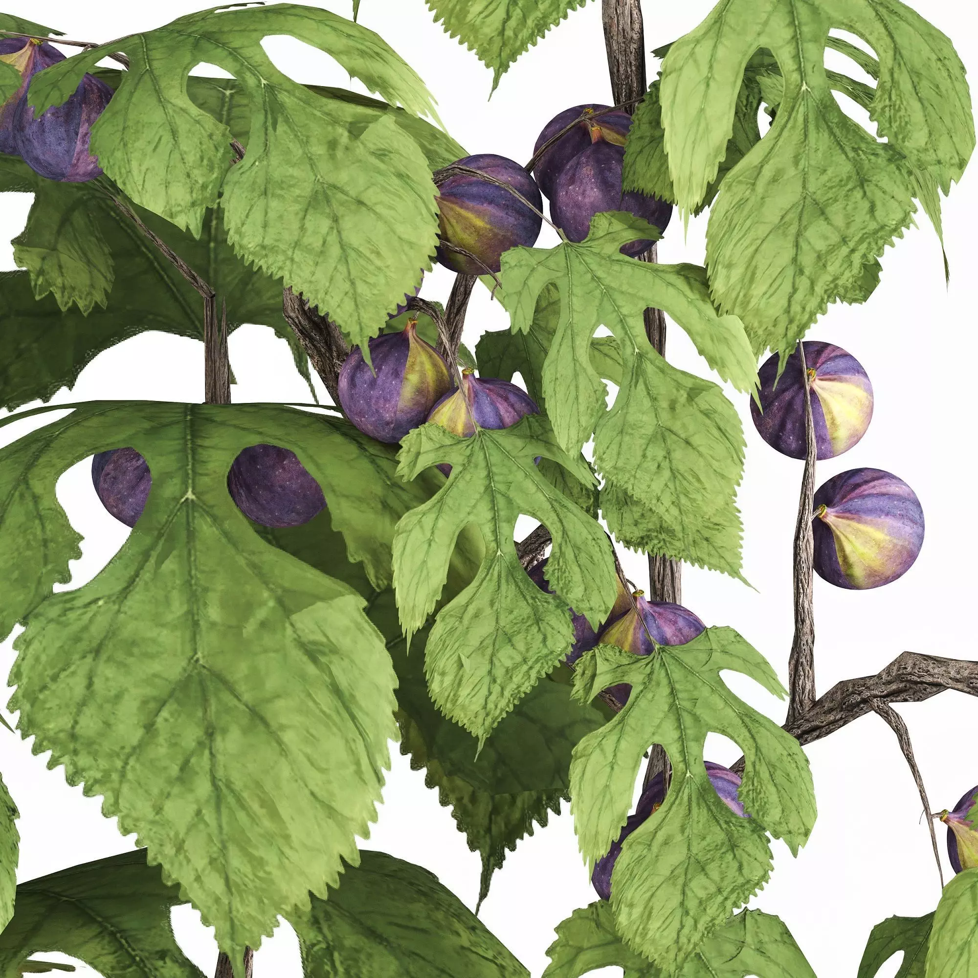 potted fig tree 3D model_2