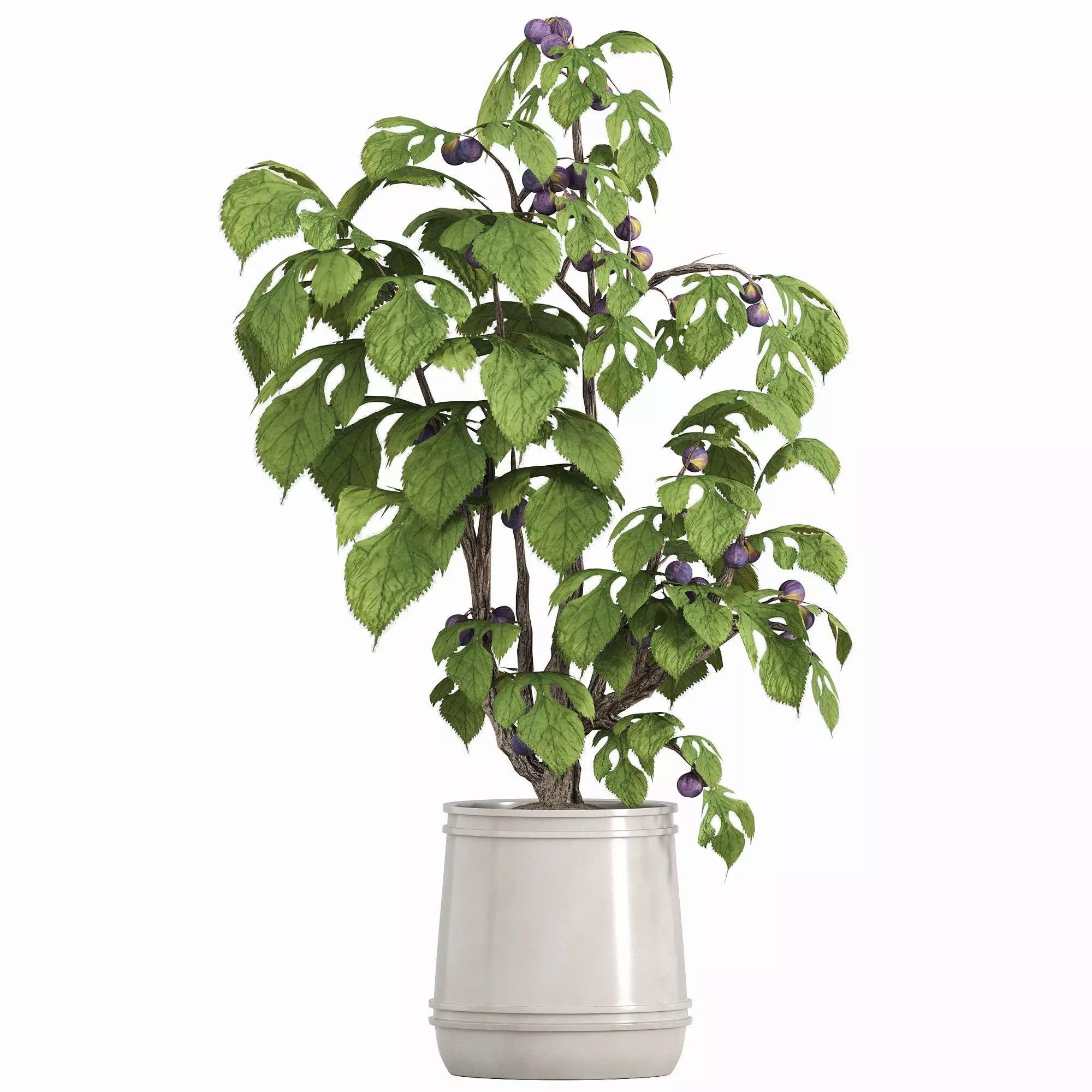 potted fig tree 3D model_0