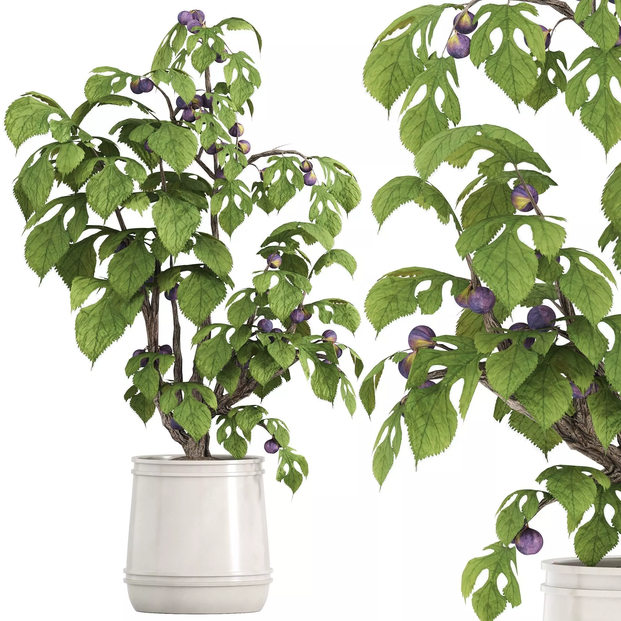 potted fig tree 3D model_1