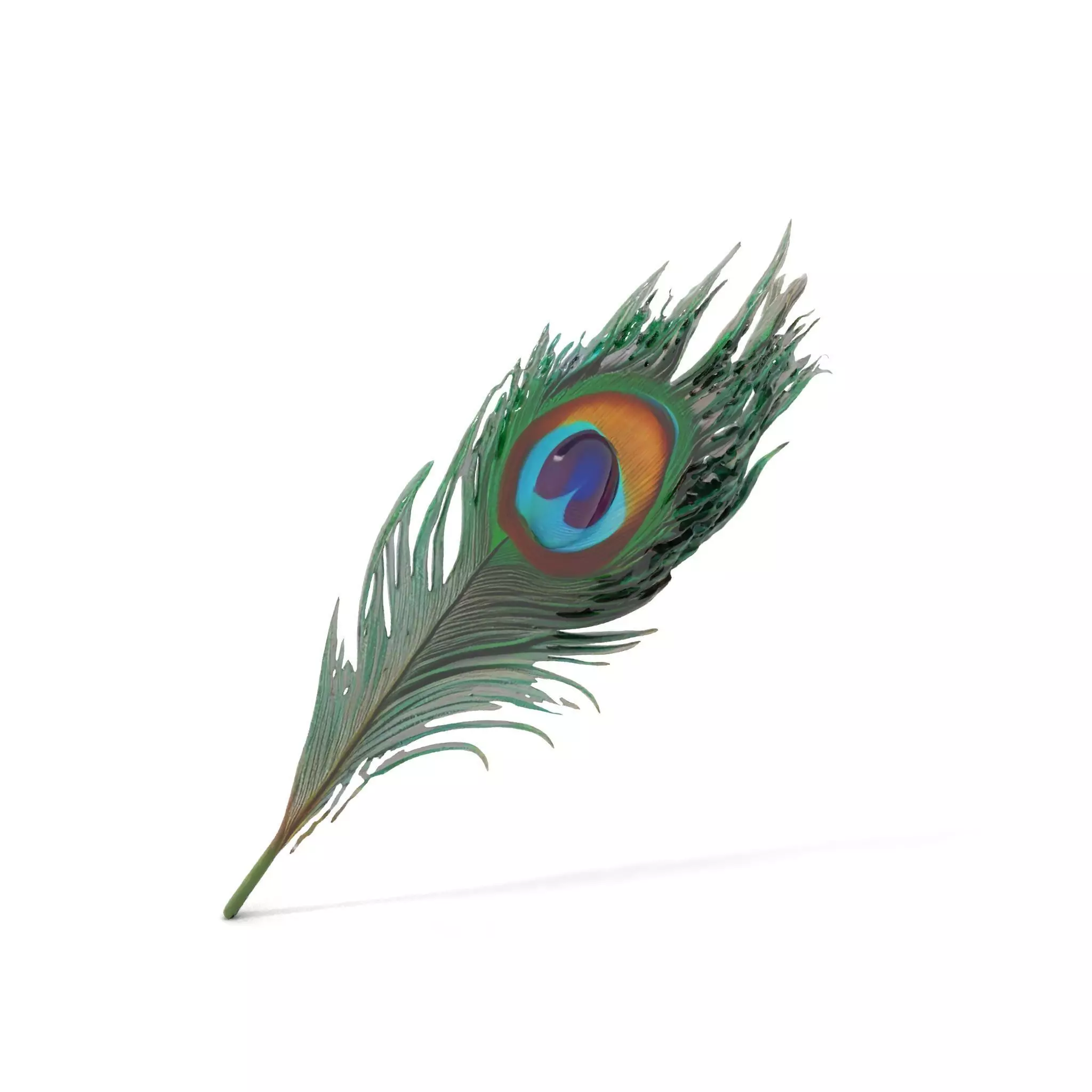 Elegant Peacock Feather model pack Low-poly 3D model_0