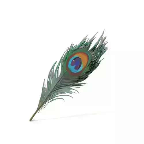 Elegant Peacock Feather model pack Low-poly 3D model Elegant Peacock Feather model pack Low-poly 3D model