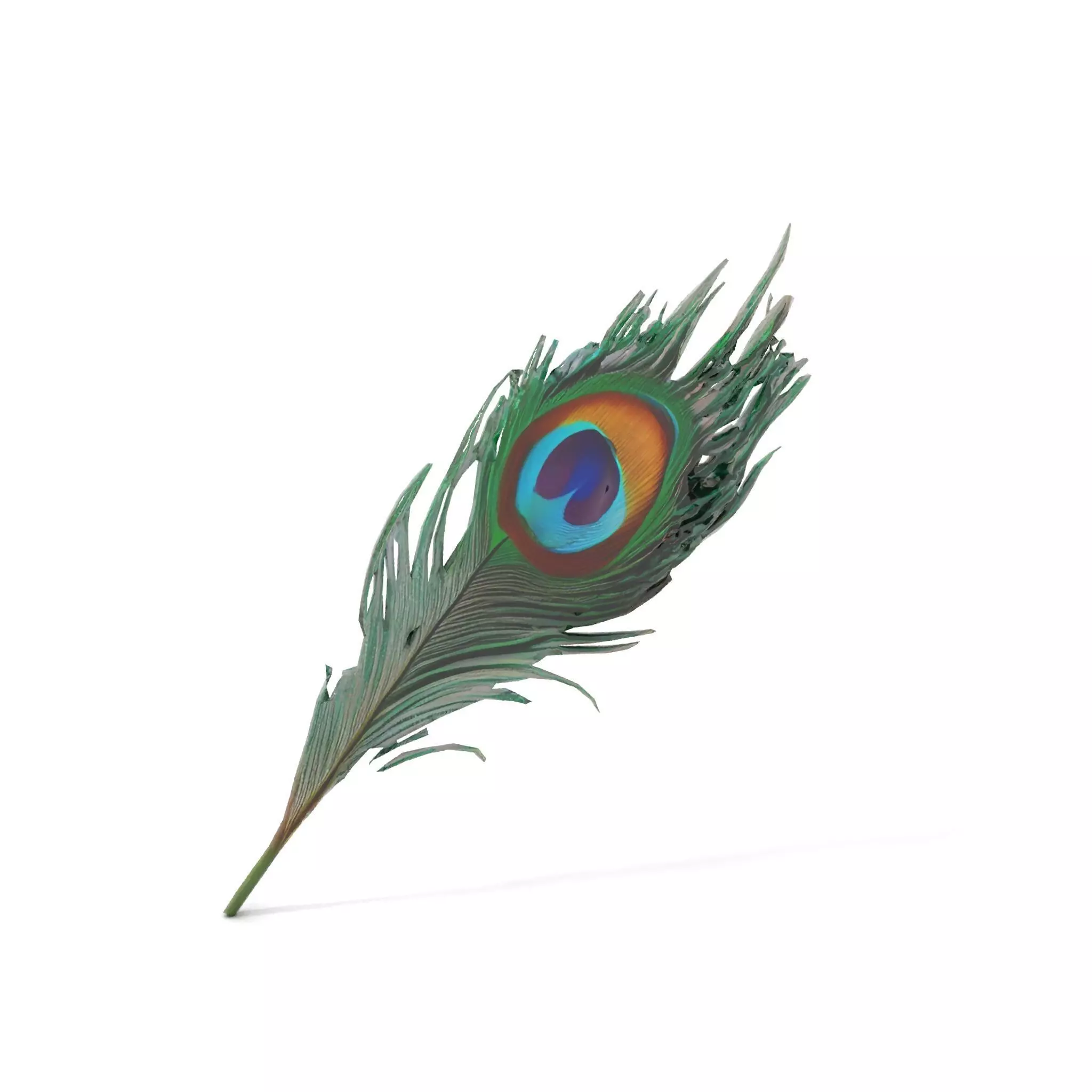 Elegant Peacock Feather model pack Low-poly 3D model_16