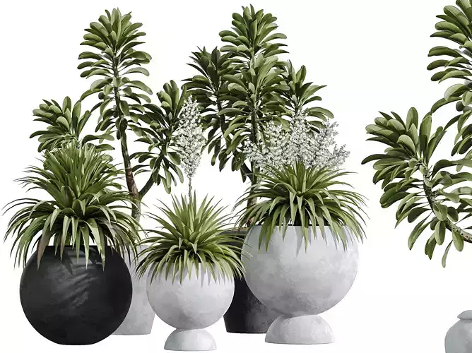 AV Indoor Plants Set 338 Yucca Elephantipes Euphorbia