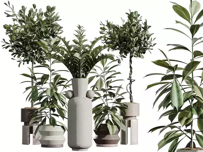 AV Indoor Plants Set 339 Ficus microcarpa Zamiifolia