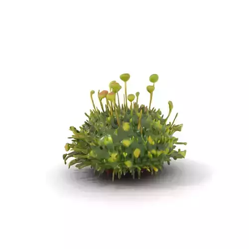 Green Floral Moss model pack Low-poly 3D model