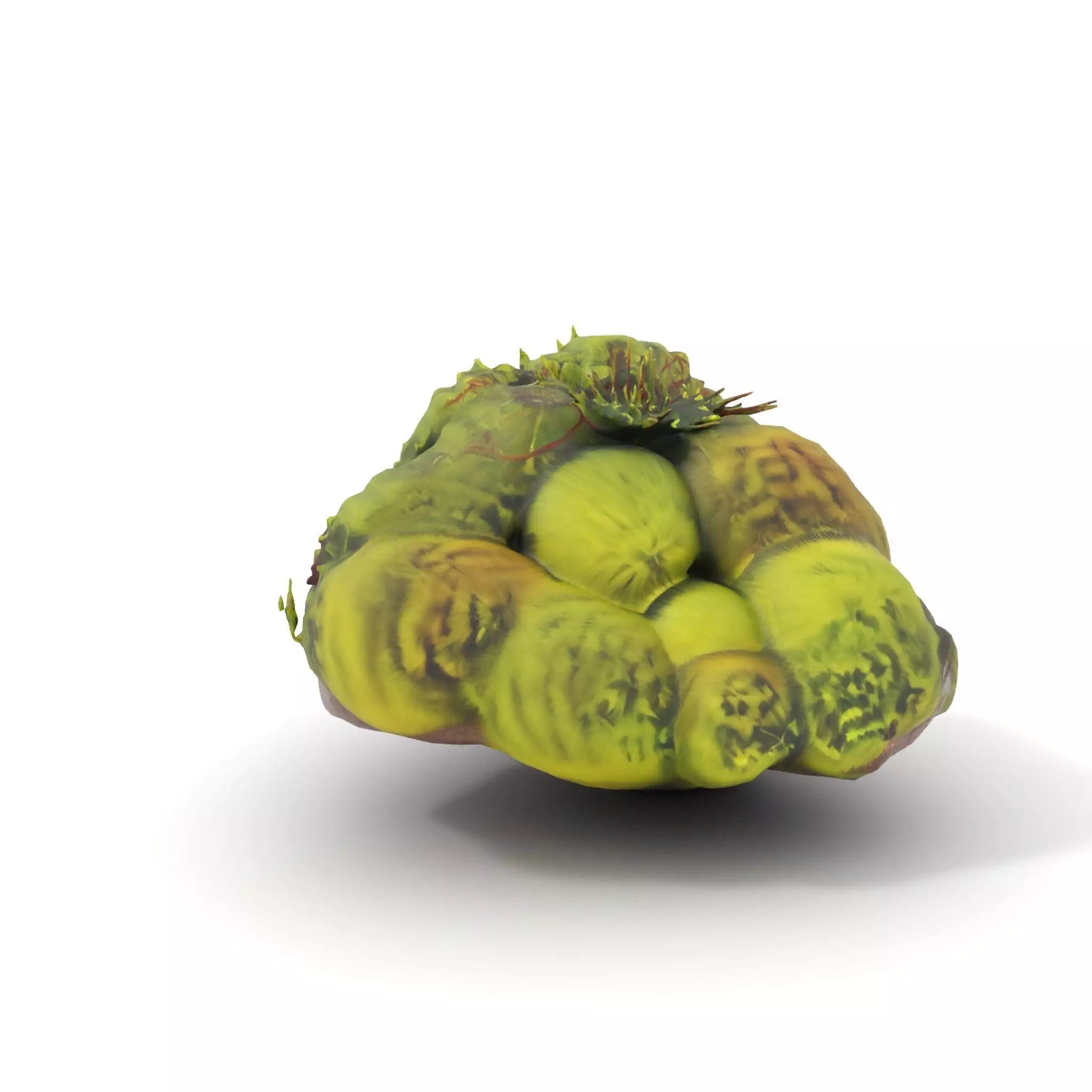 Lush Forest Moss model pack Low-poly 3D model_5