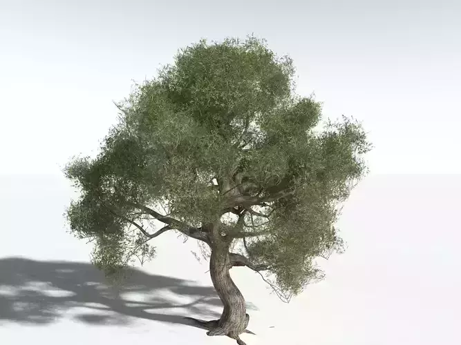 EVERYPlant Utah Juniper -16 Models- 3D model