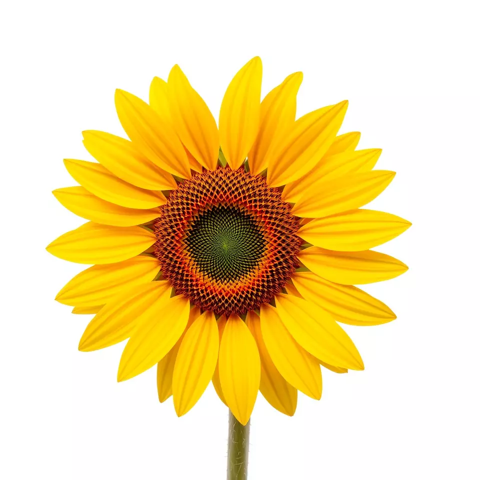 Radiant Sunflower model pack Low-poly 3D model_2