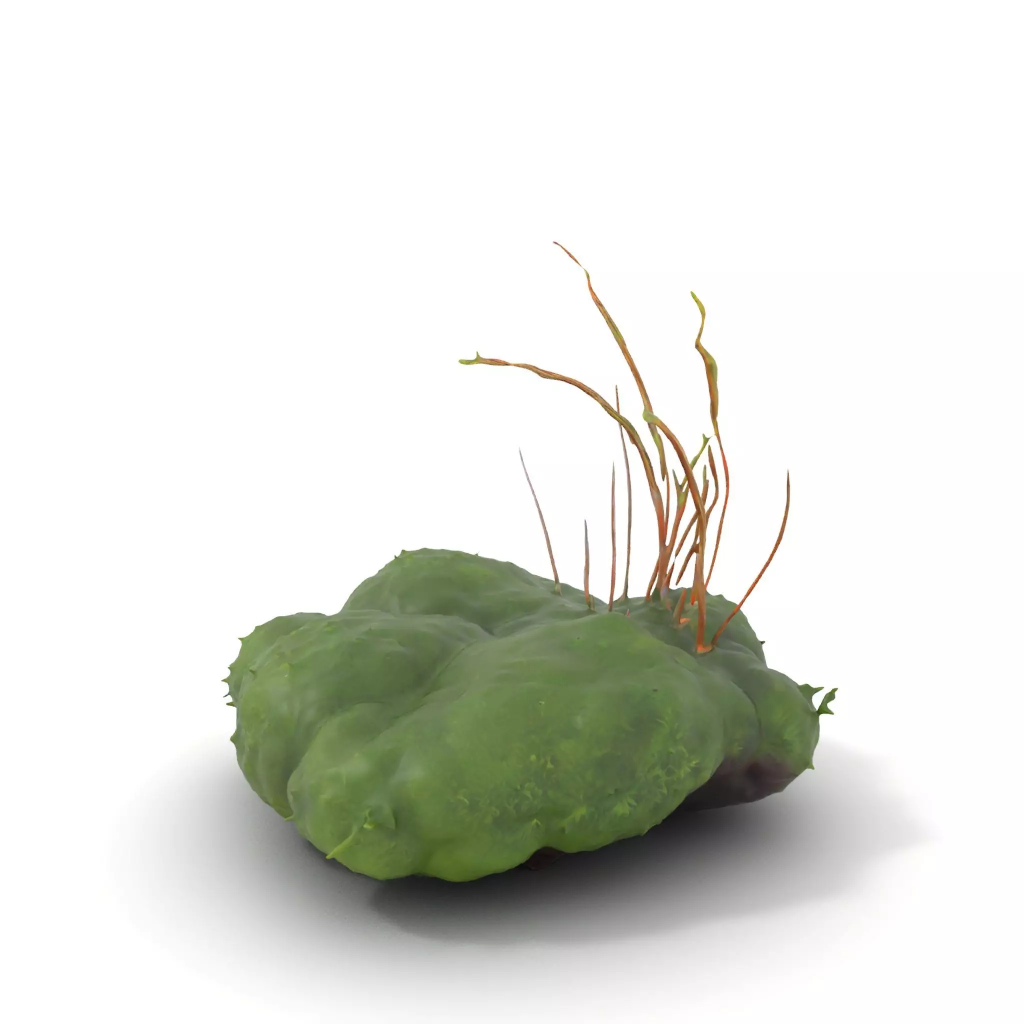 Lush Greenery Arrangement model pack Low-poly 3D model_0